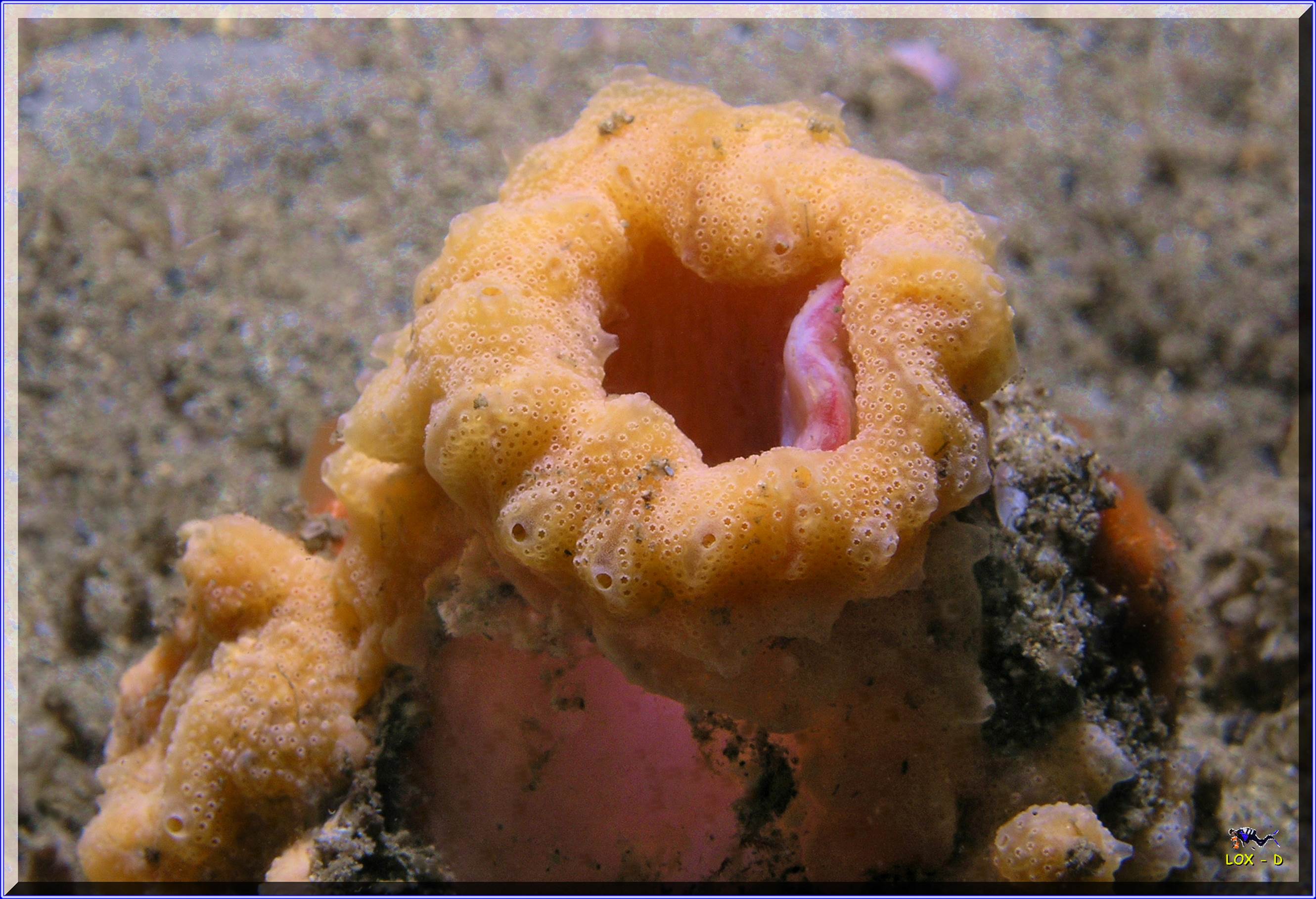 LoxPix Sub-Aqua shot