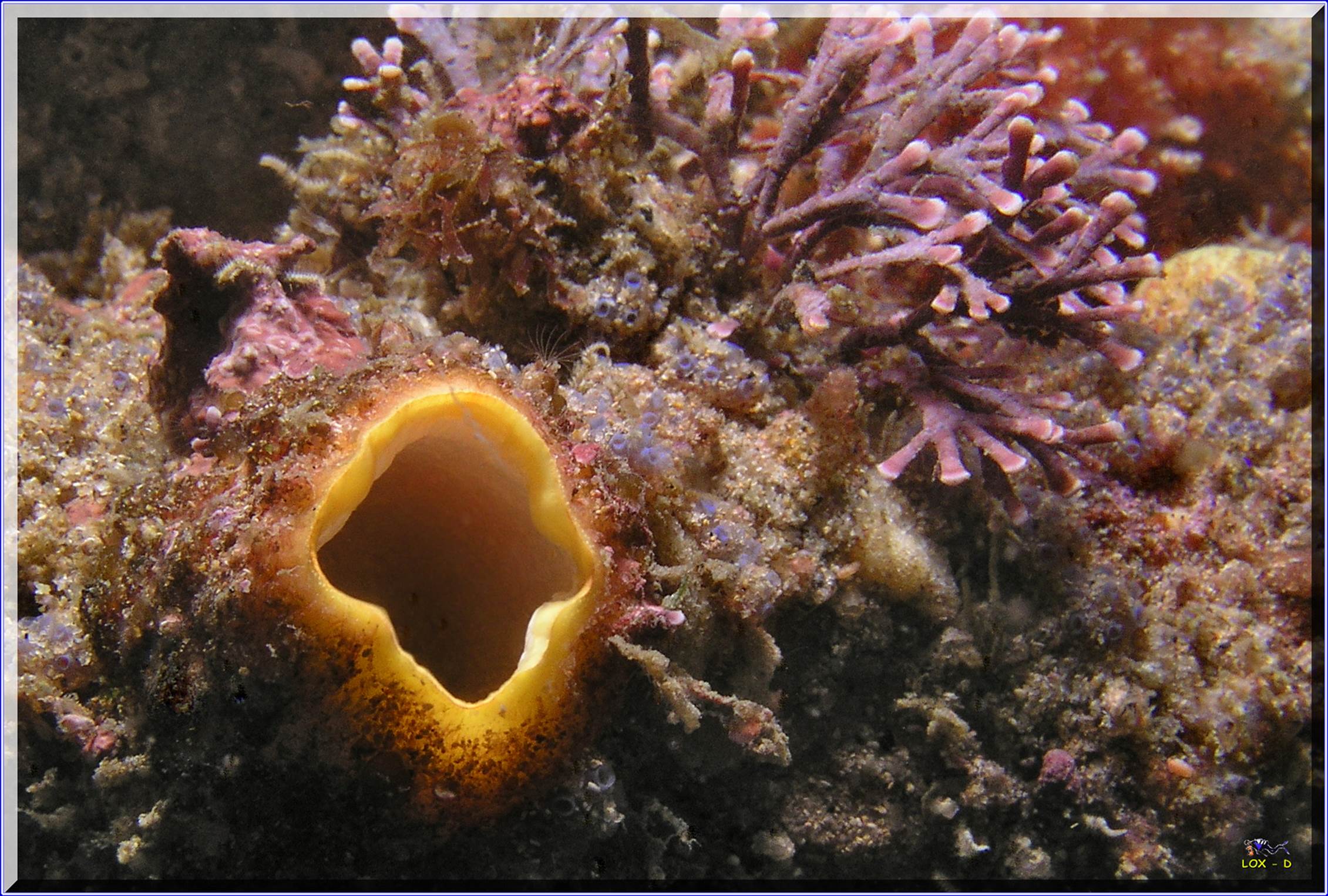 LoxPix Sub-Aqua shot