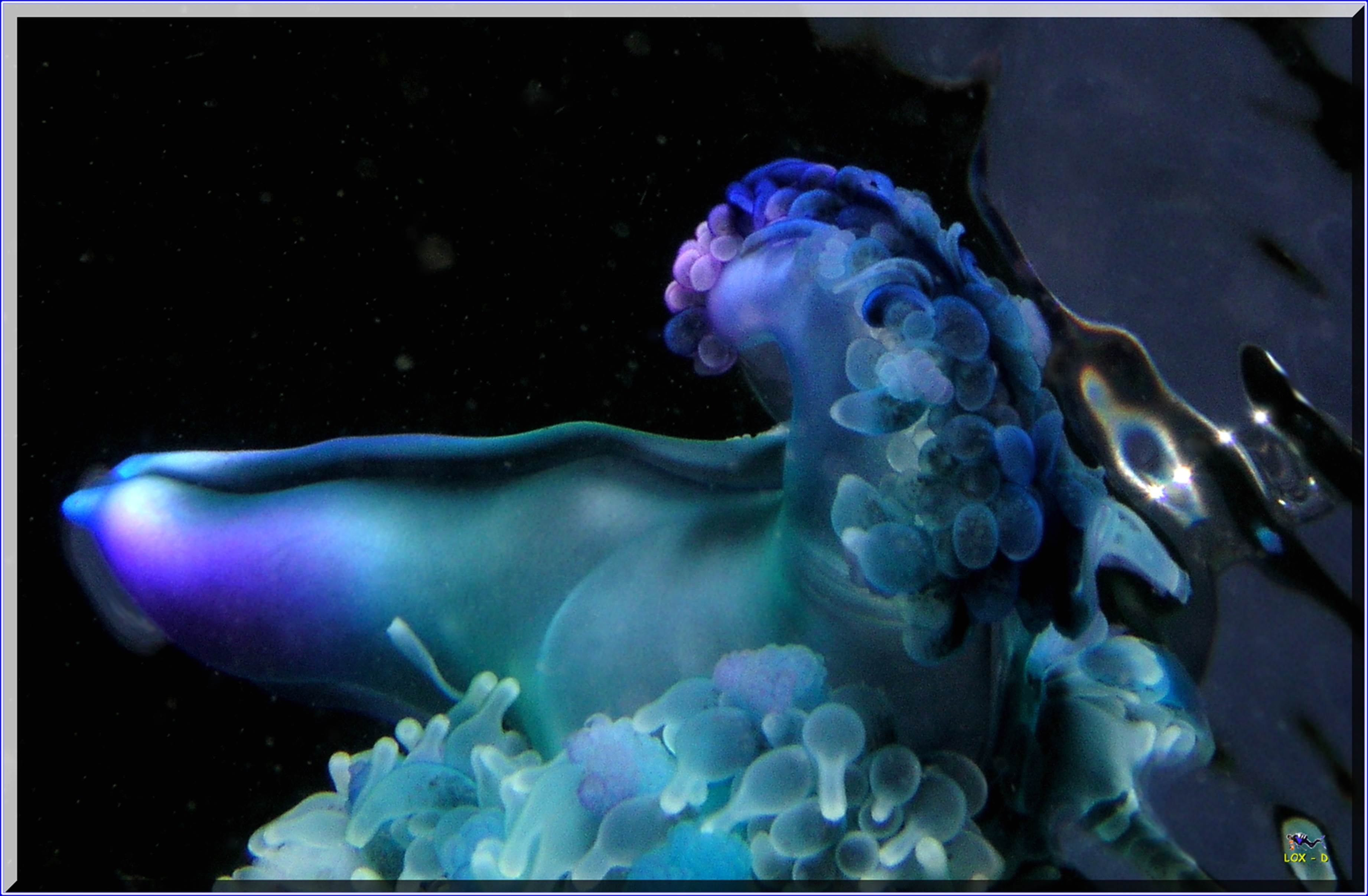 LoxPix Sub-Aqua shot