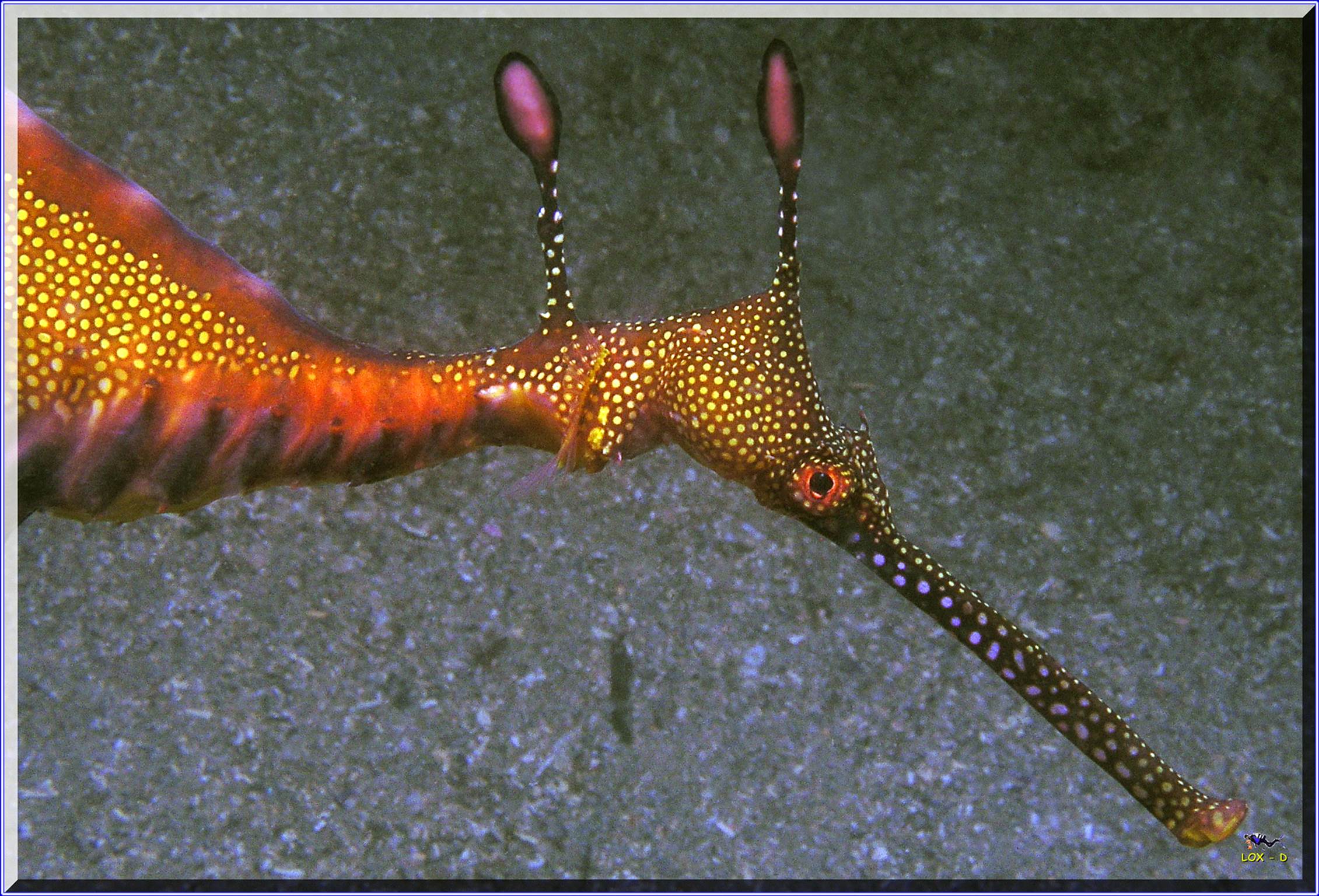 LoxPix Sub-Aqua shot