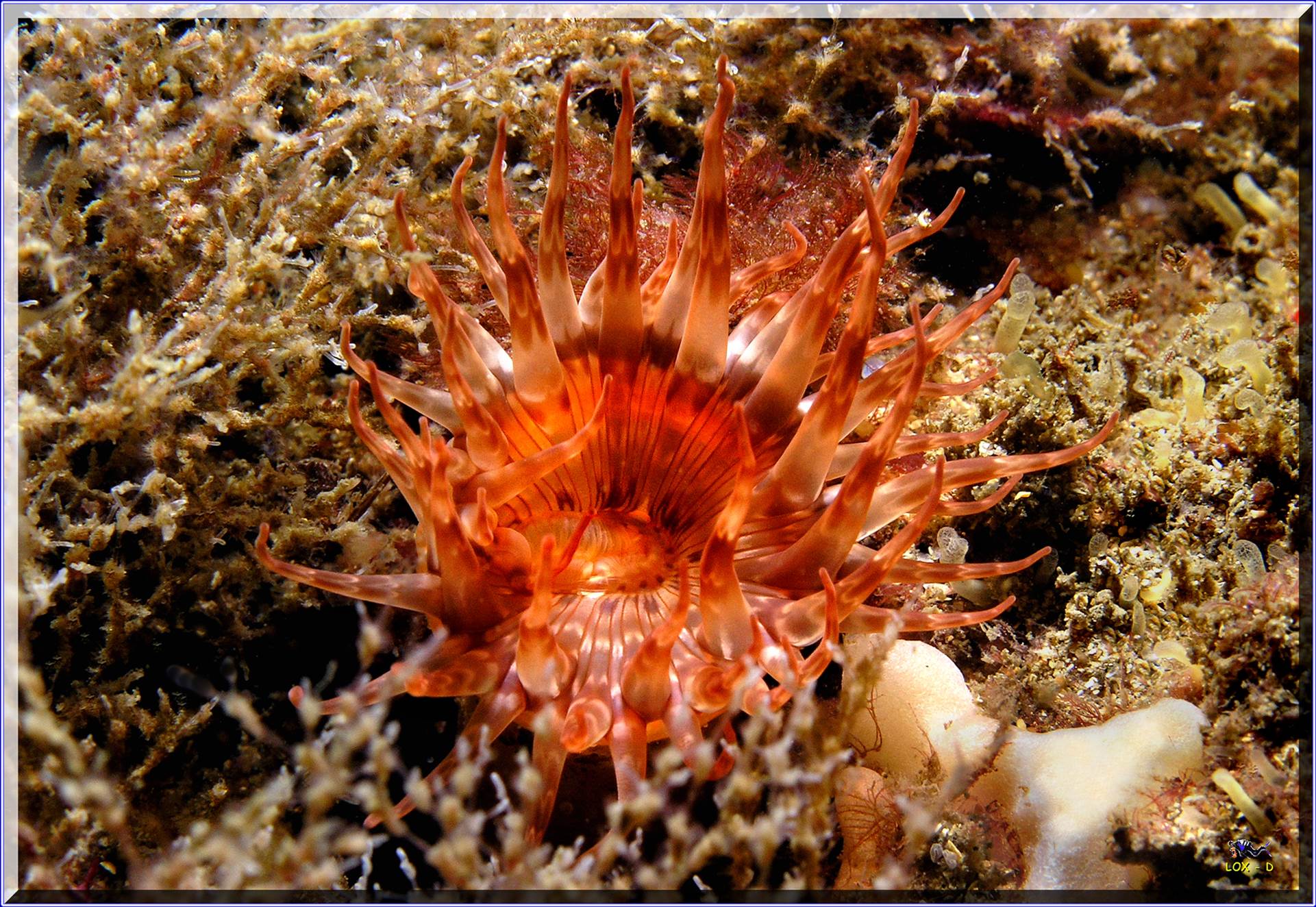 LoxPix Sub-Aqua shot