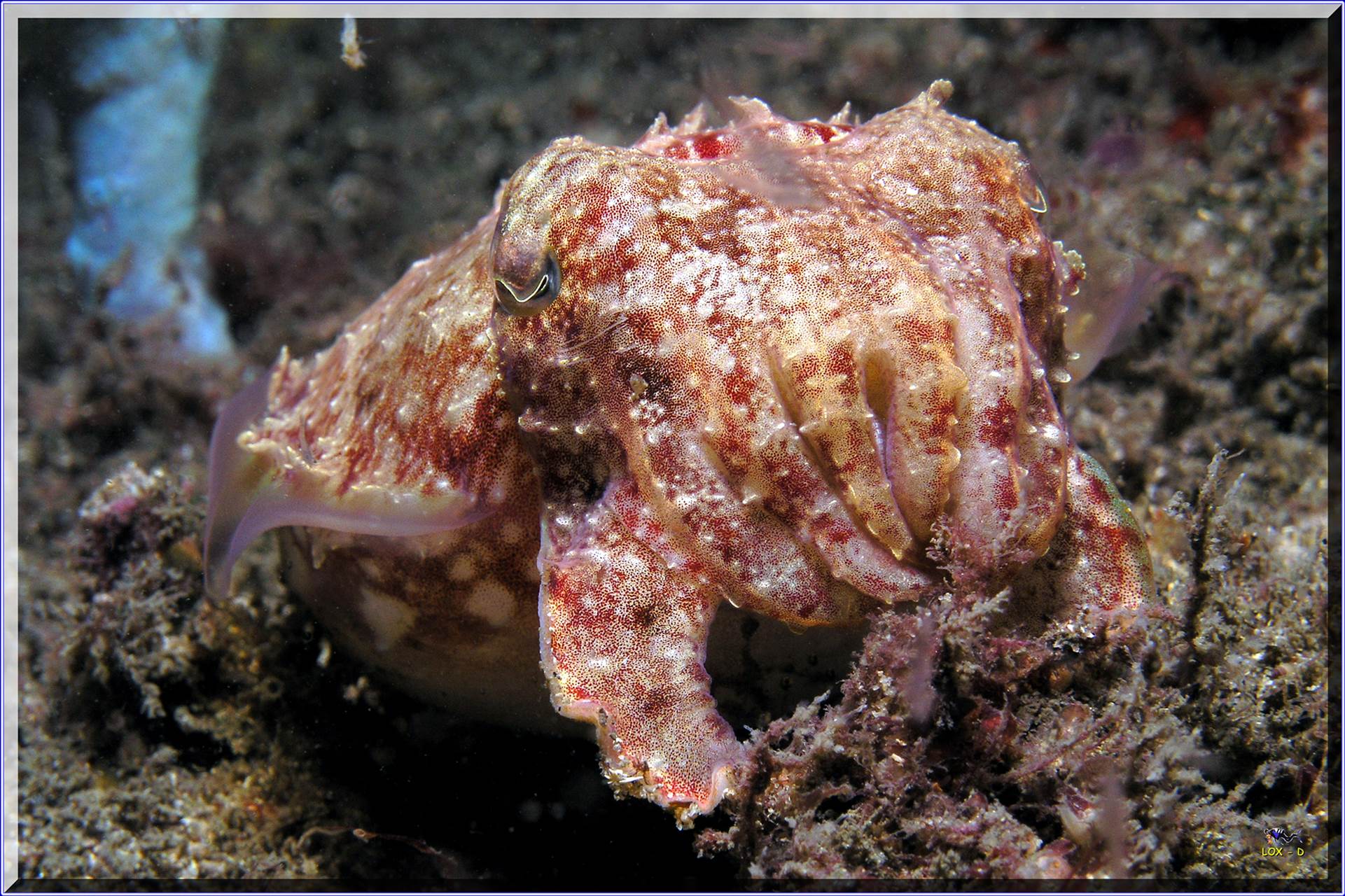 LoxPix Sub-Aqua shot