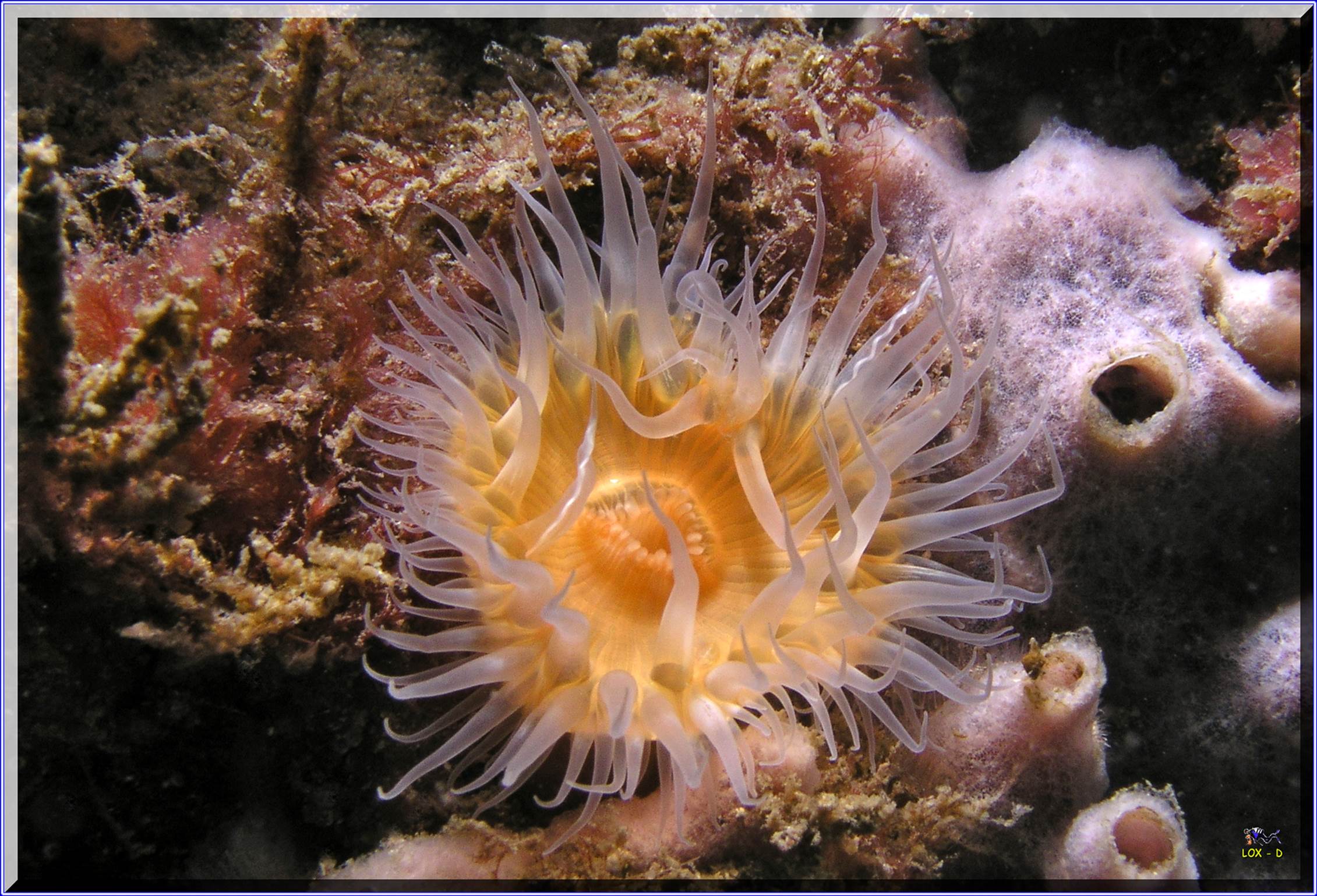 LoxPix Sub-Aqua shot