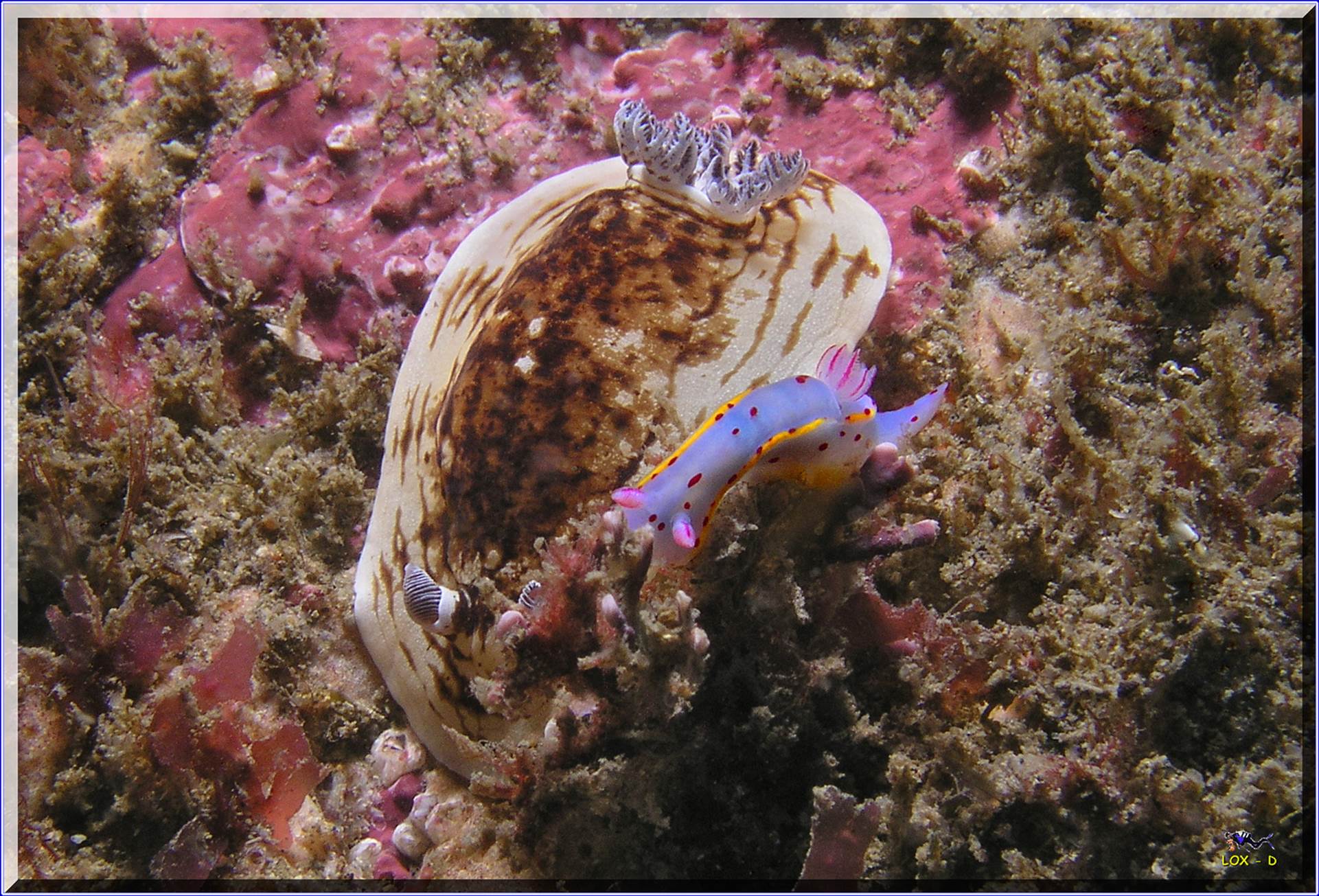 LoxPix Sub-Aqua shot