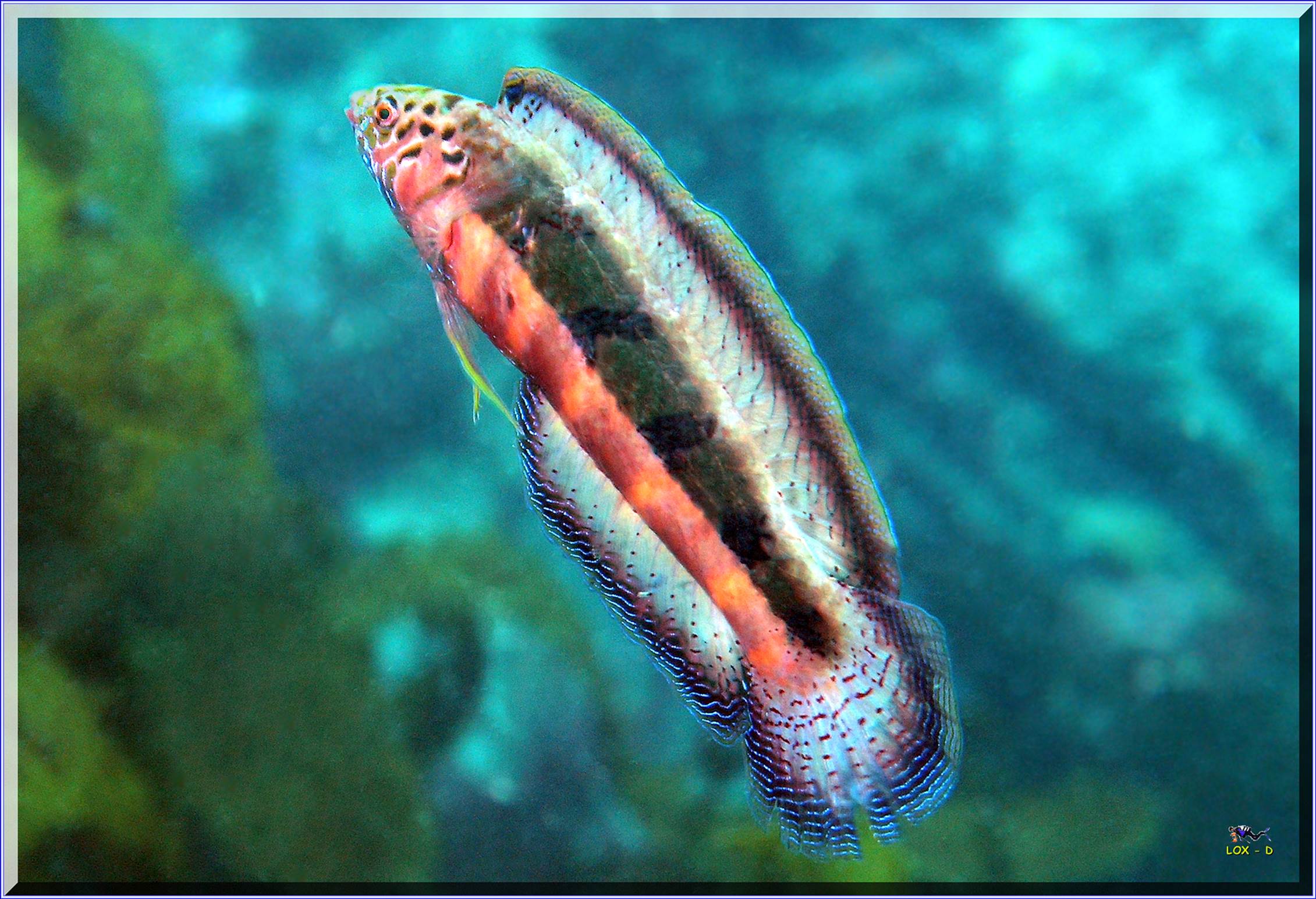 LoxPix Sub-Aqua shot
