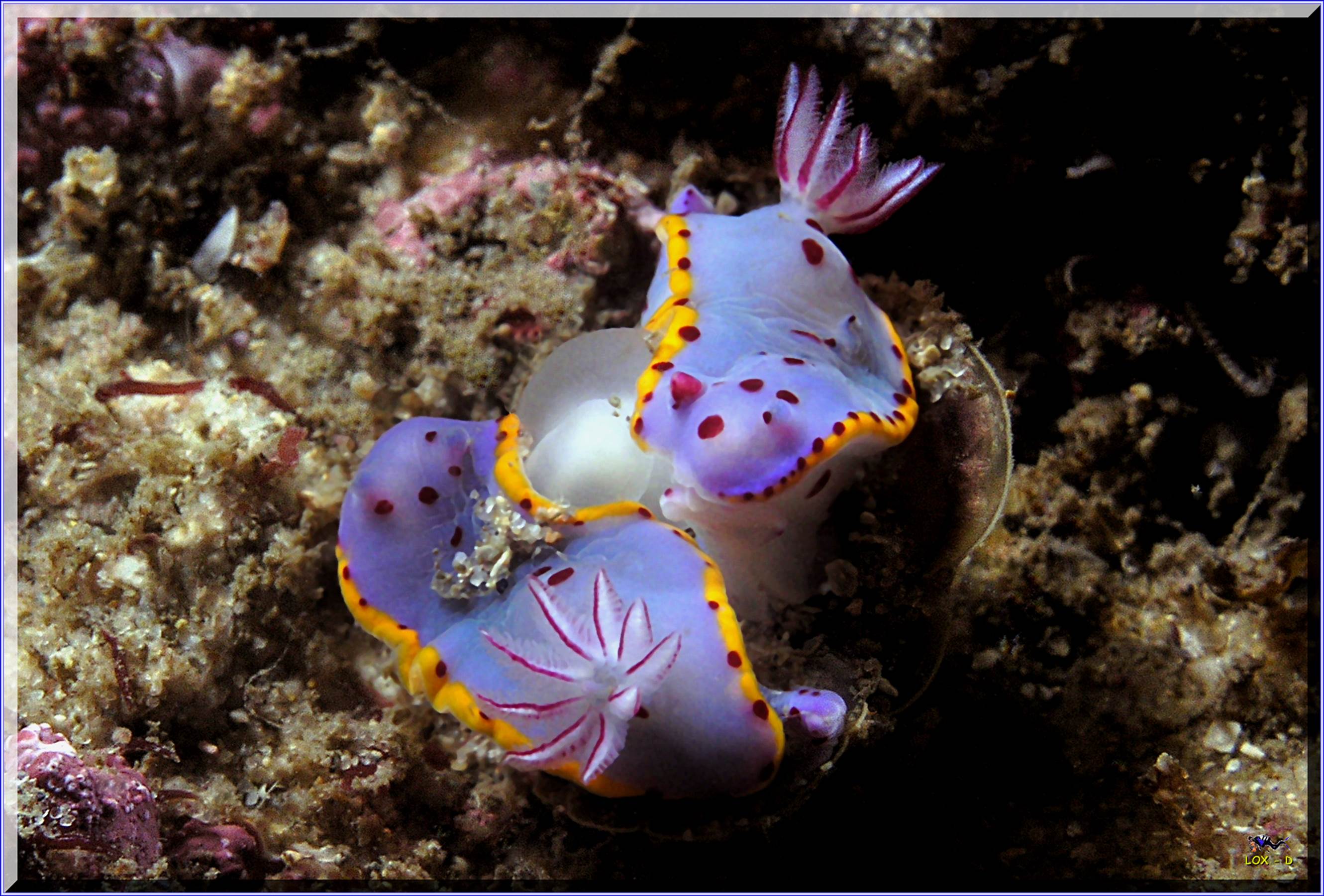 LoxPix Sub-Aqua shot