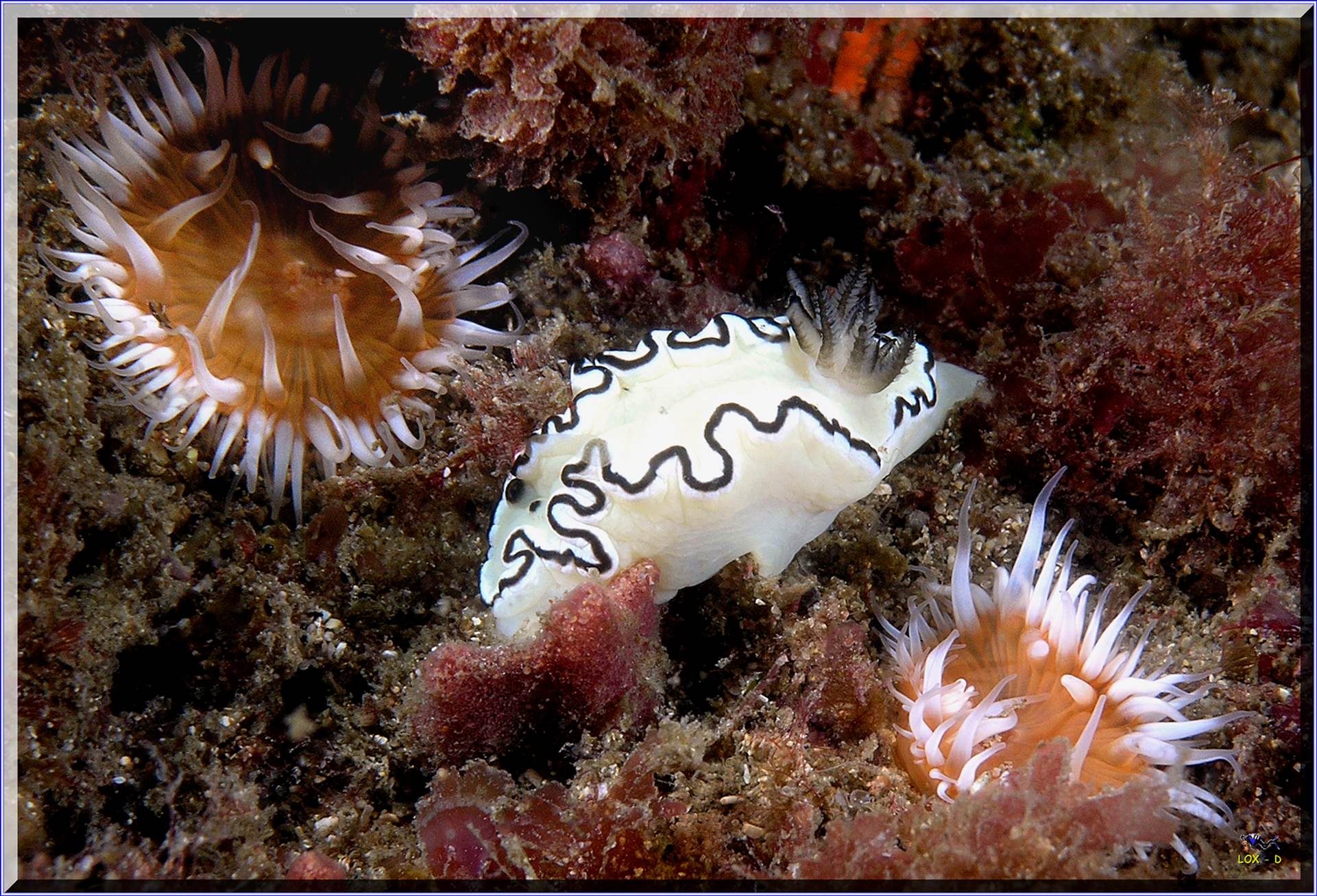 LoxPix Sub-Aqua shot