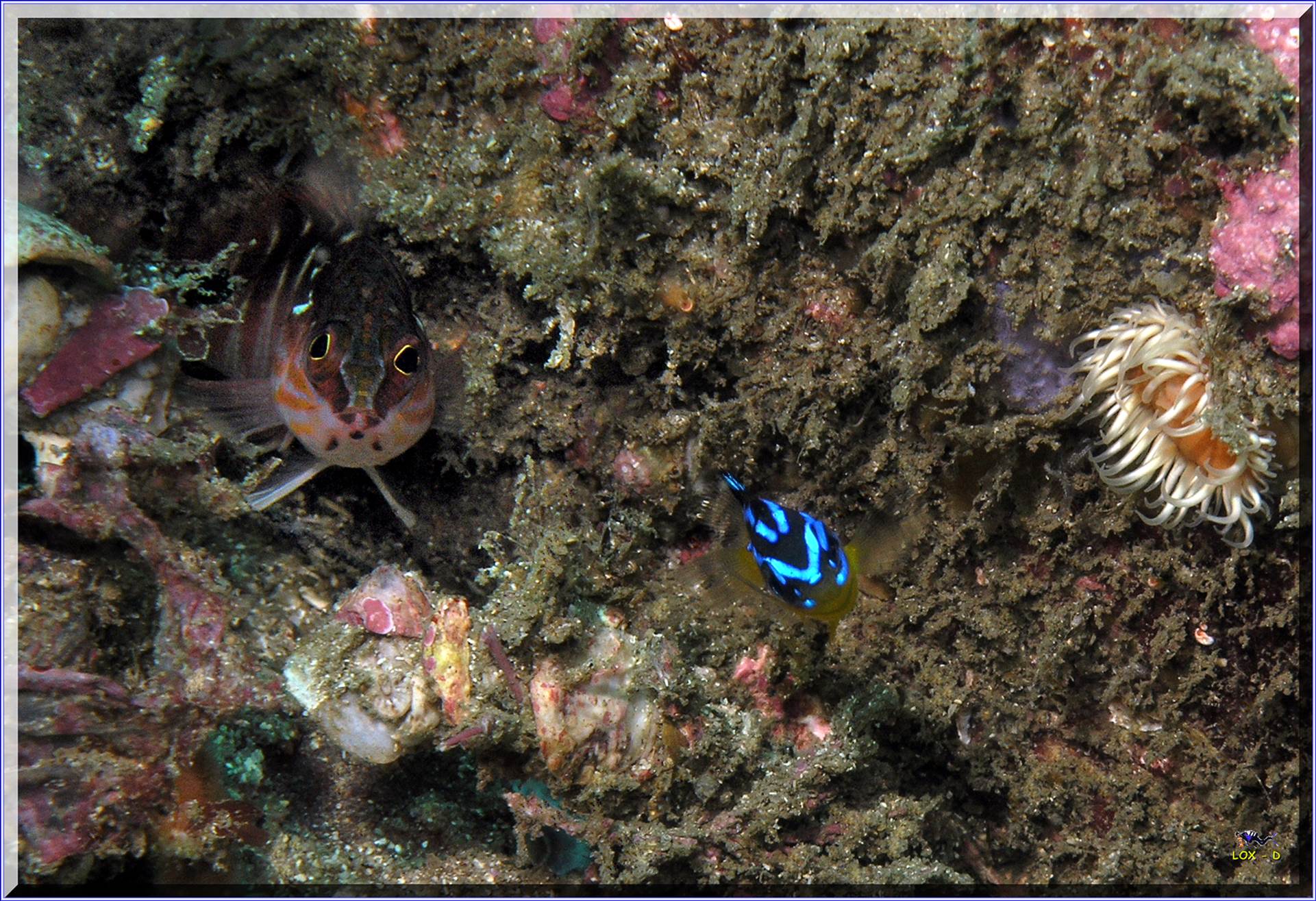 LoxPix Sub-Aqua Image