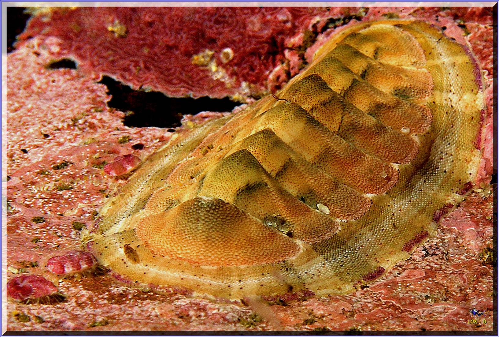 LoxPix Sub-Aqua Image