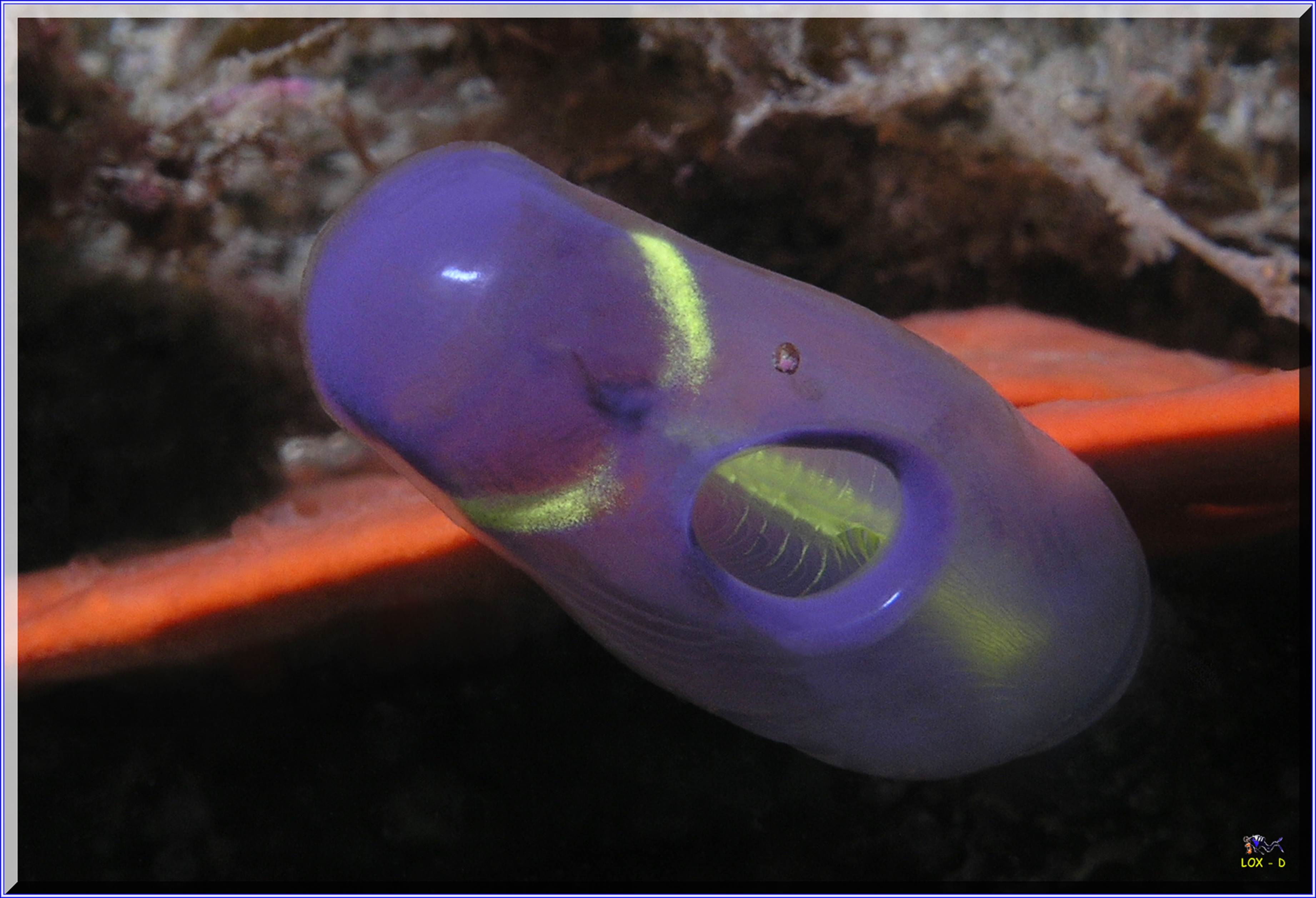 LoxPix Sub-Aqua Image
