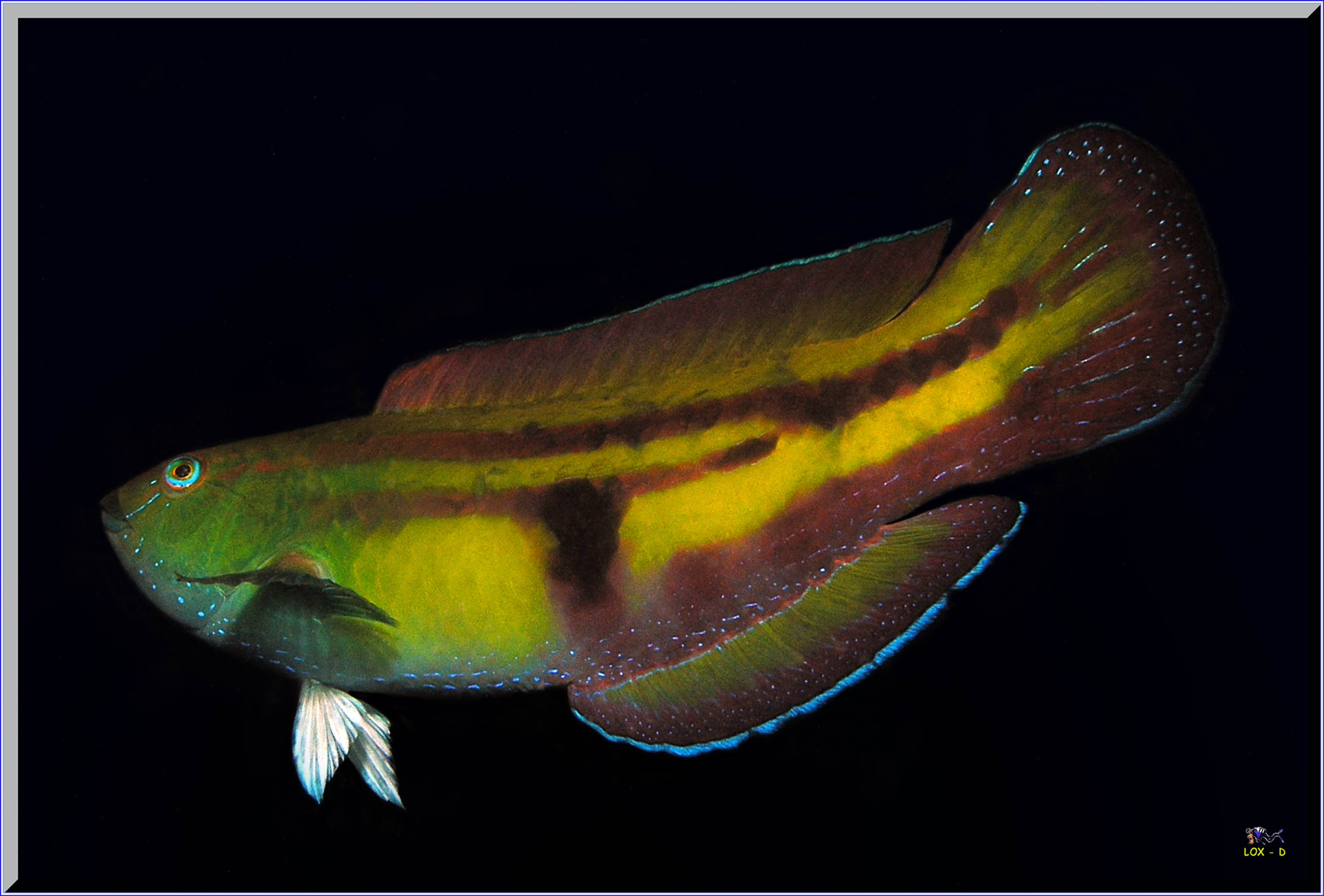 LoxPix Sub-Aqua Image