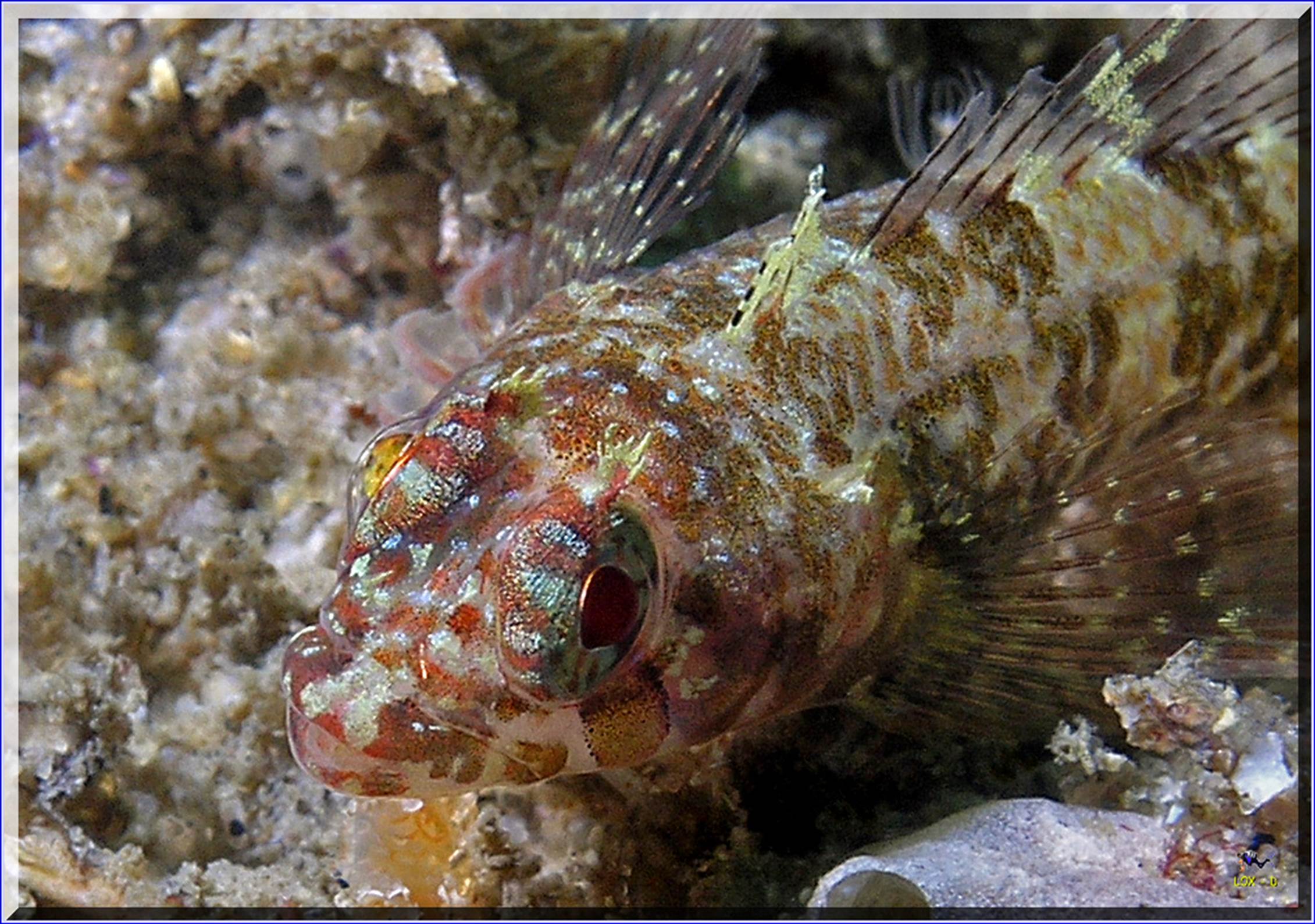 LoxPix Sub-Aqua Image