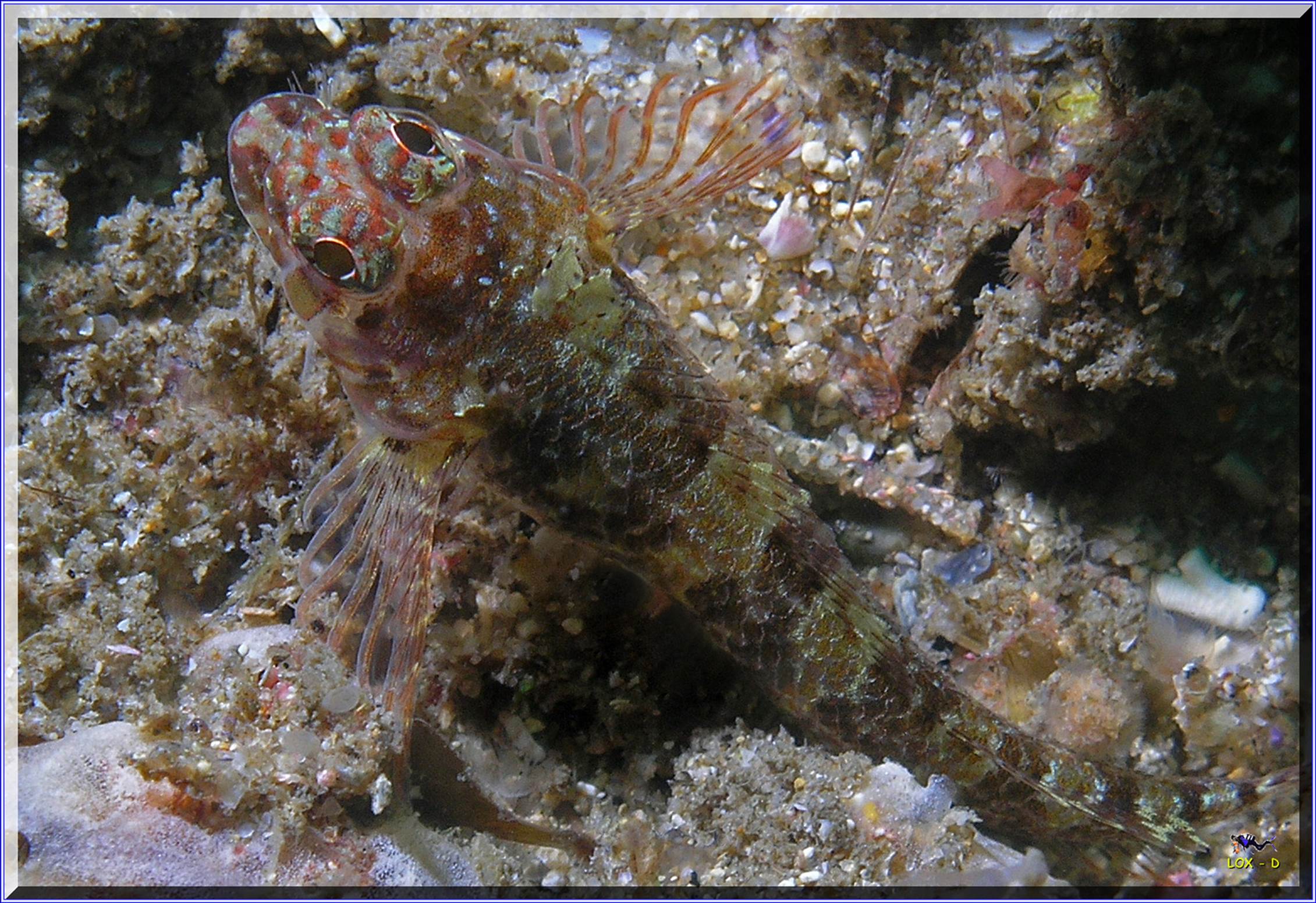 LoxPix Sub-Aqua Image