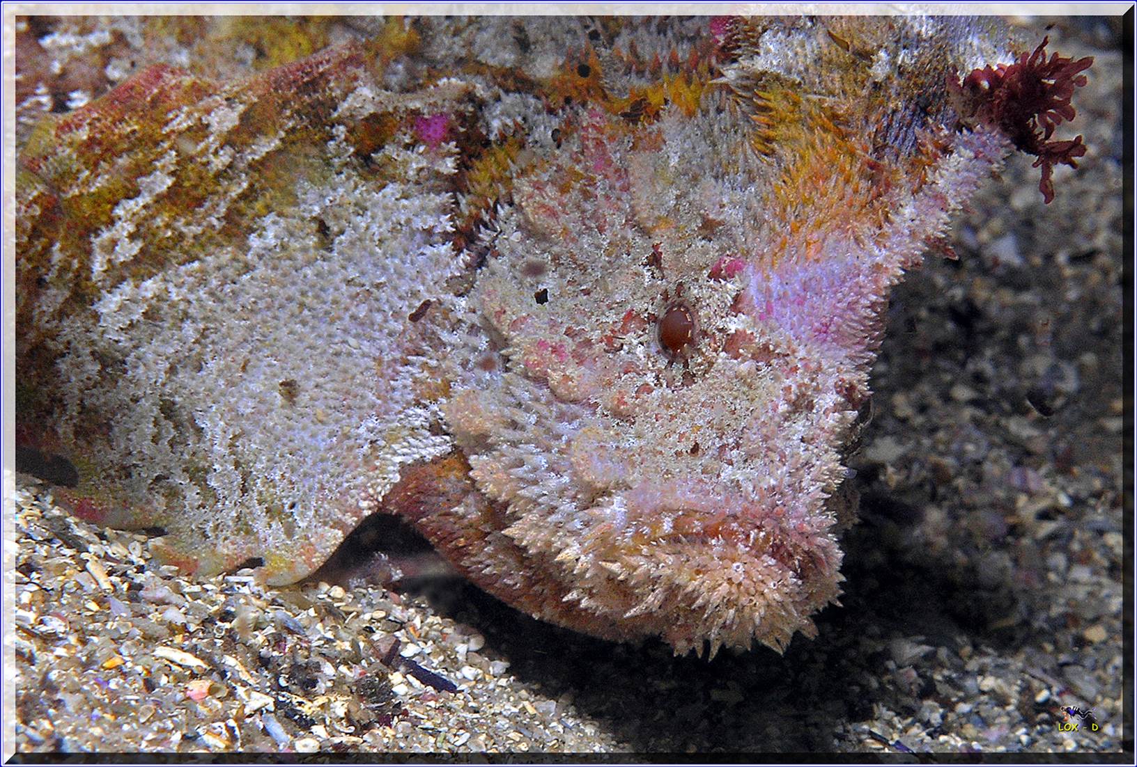 LoxPix Sub-Aqua Image