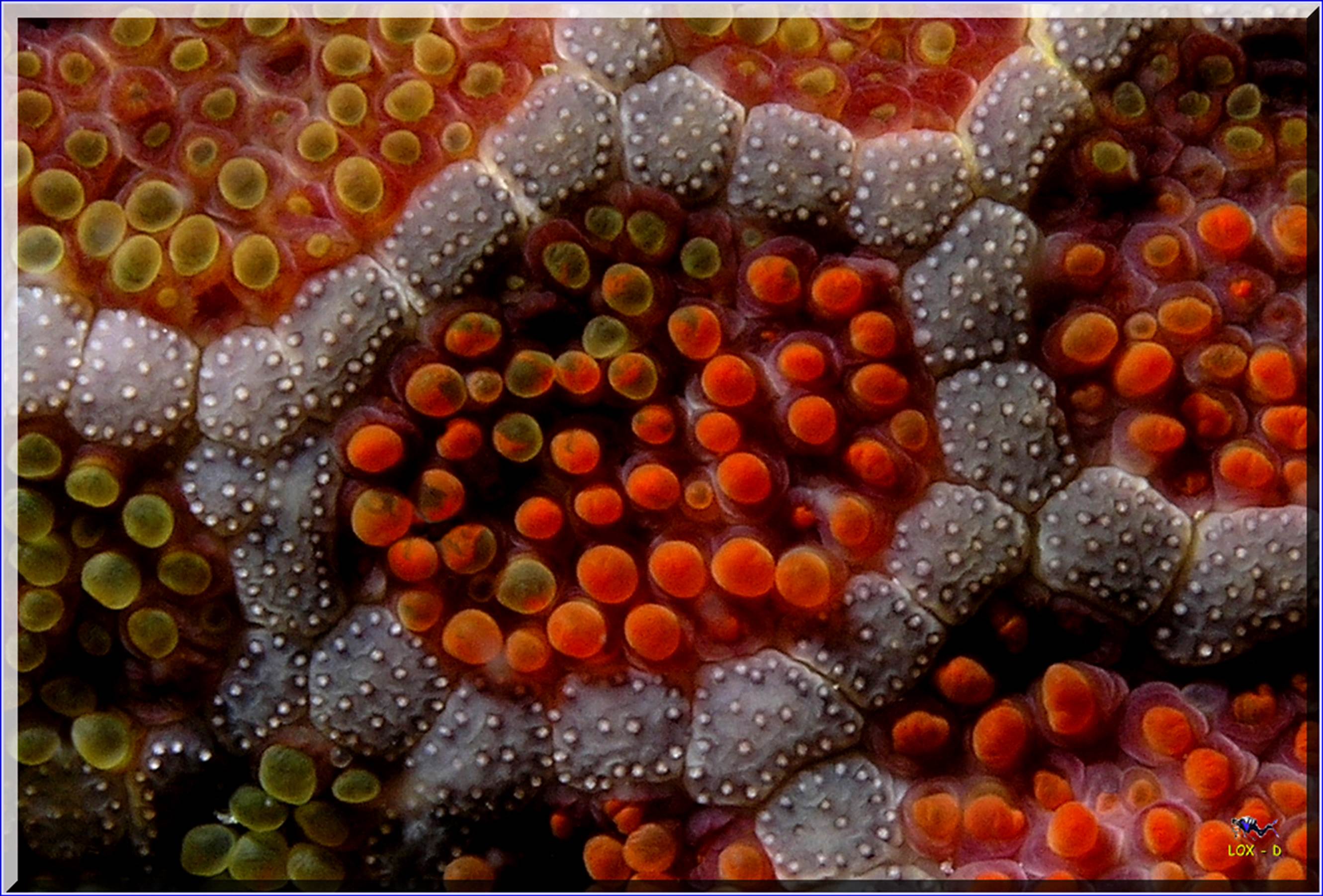 LoxPix Sub-Aqua Image