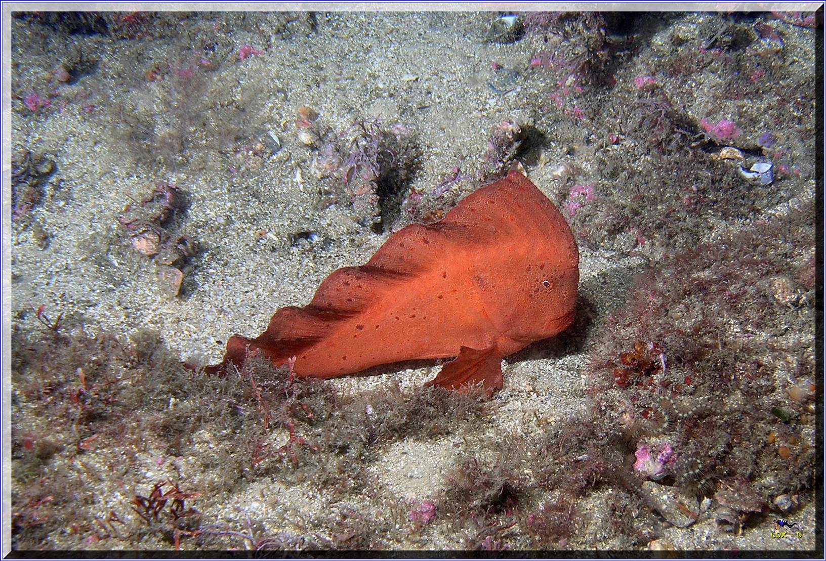 LoxPix Sub-Aqua Image