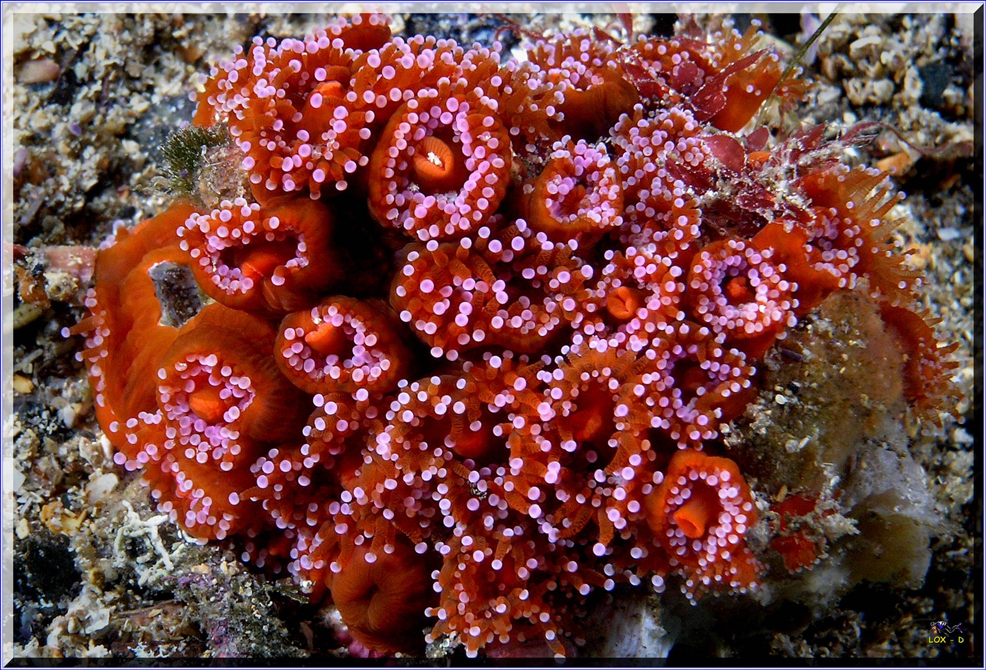 LoxPix Sub-Aqua Image