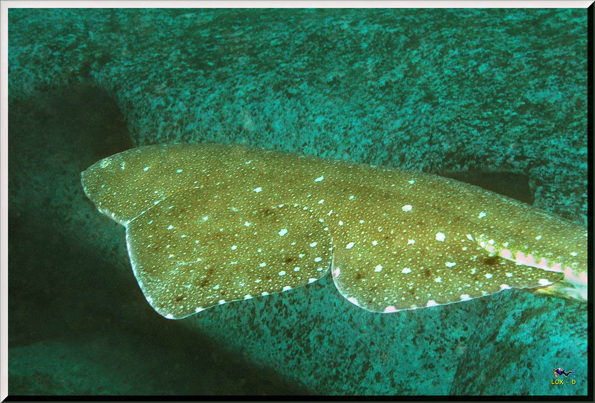 LoxPix Sub-Aqua Image