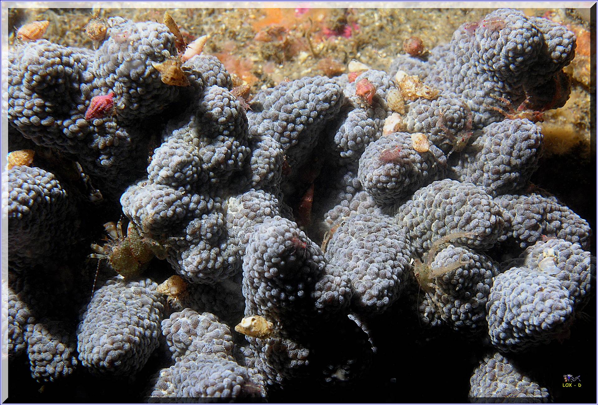 LoxPix Sub-Aqua Image