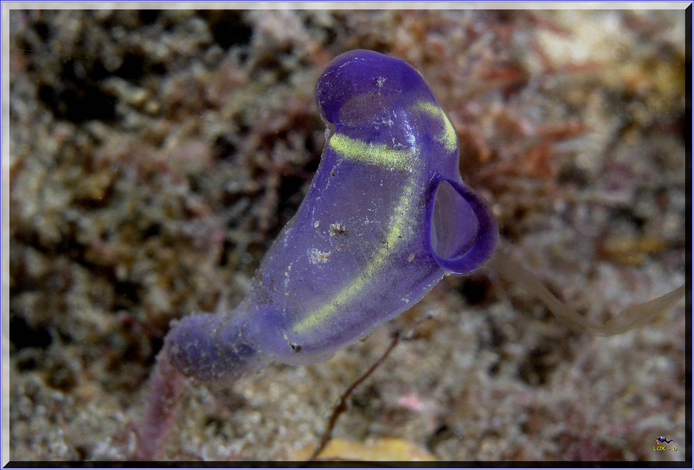 LoxPix Sub-Aqua Image