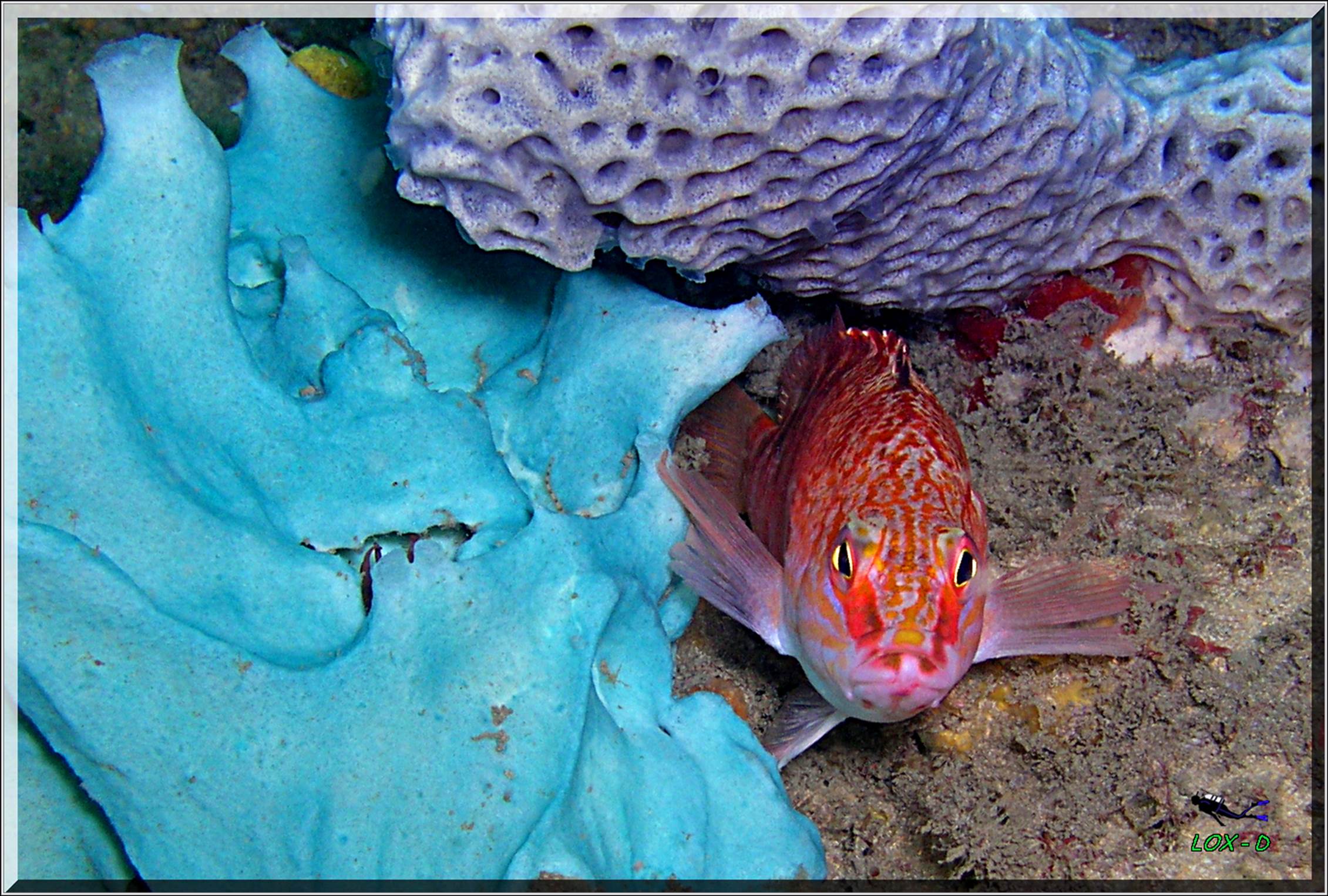 LoxPix Sub-Aqua Image