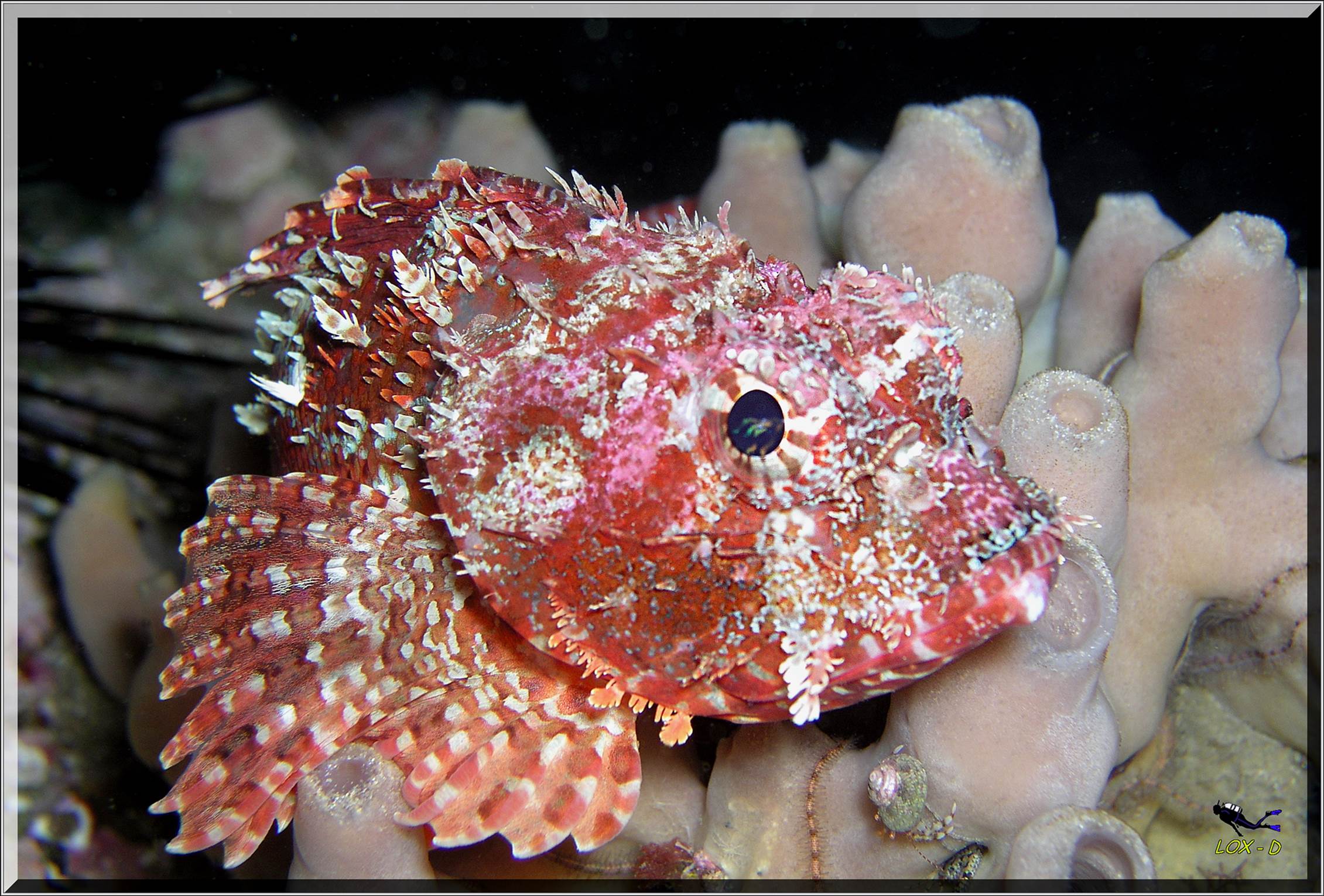 LoxPix Sub-Aqua Image