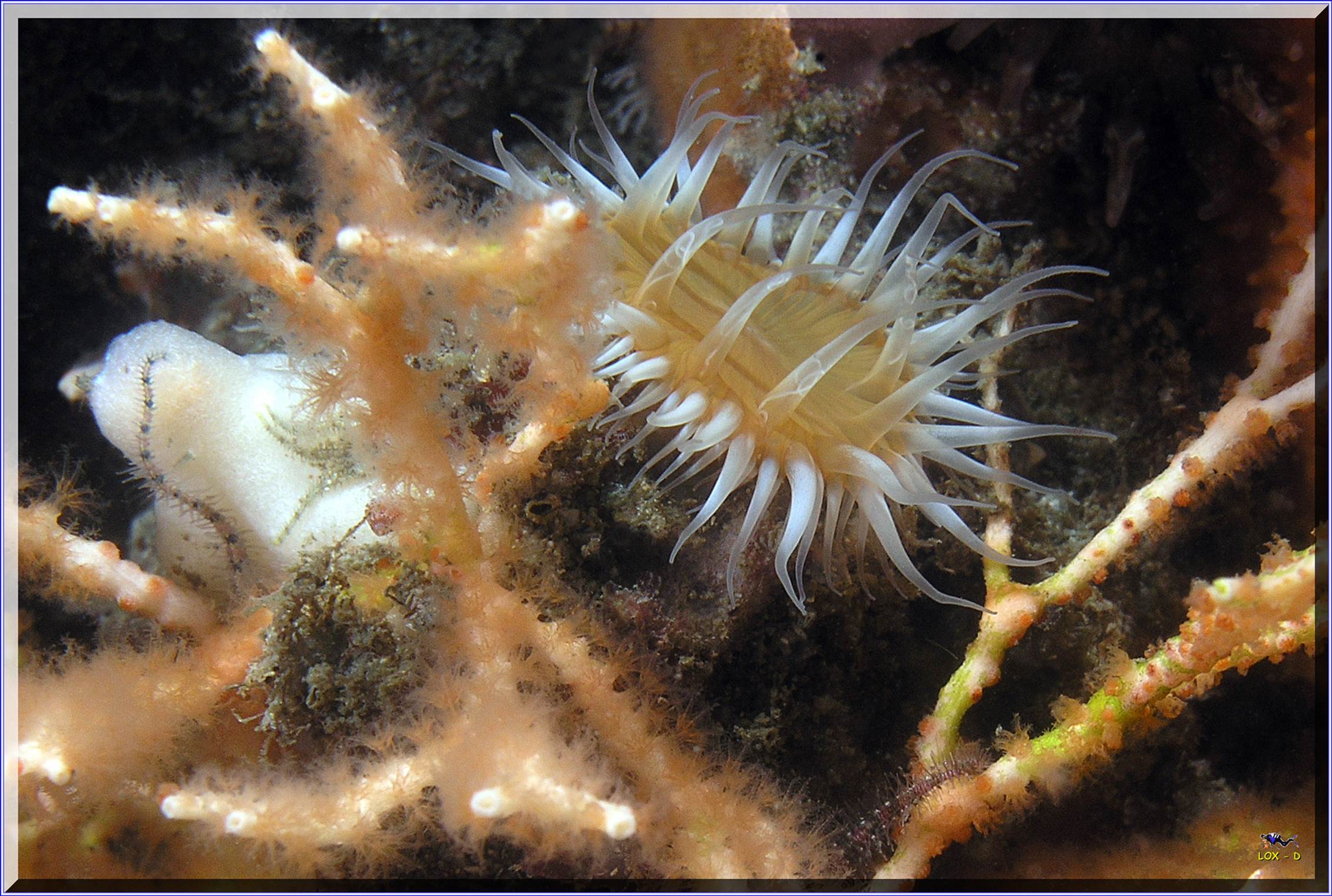 LoxPix Sub-Aqua Image