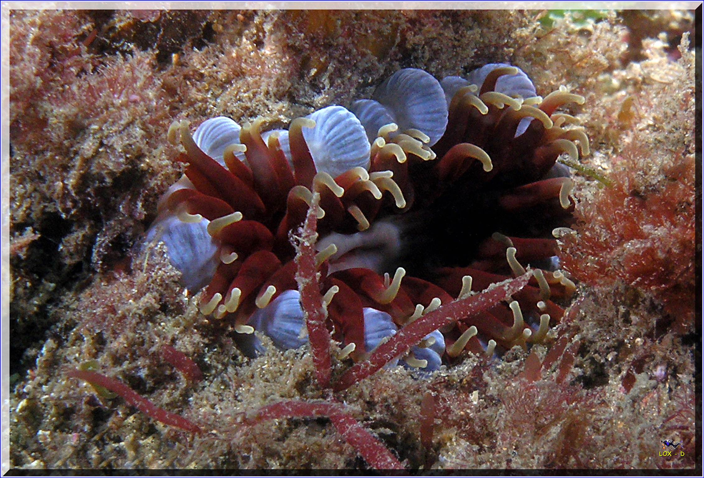 LoxPix Sub-Aqua Image