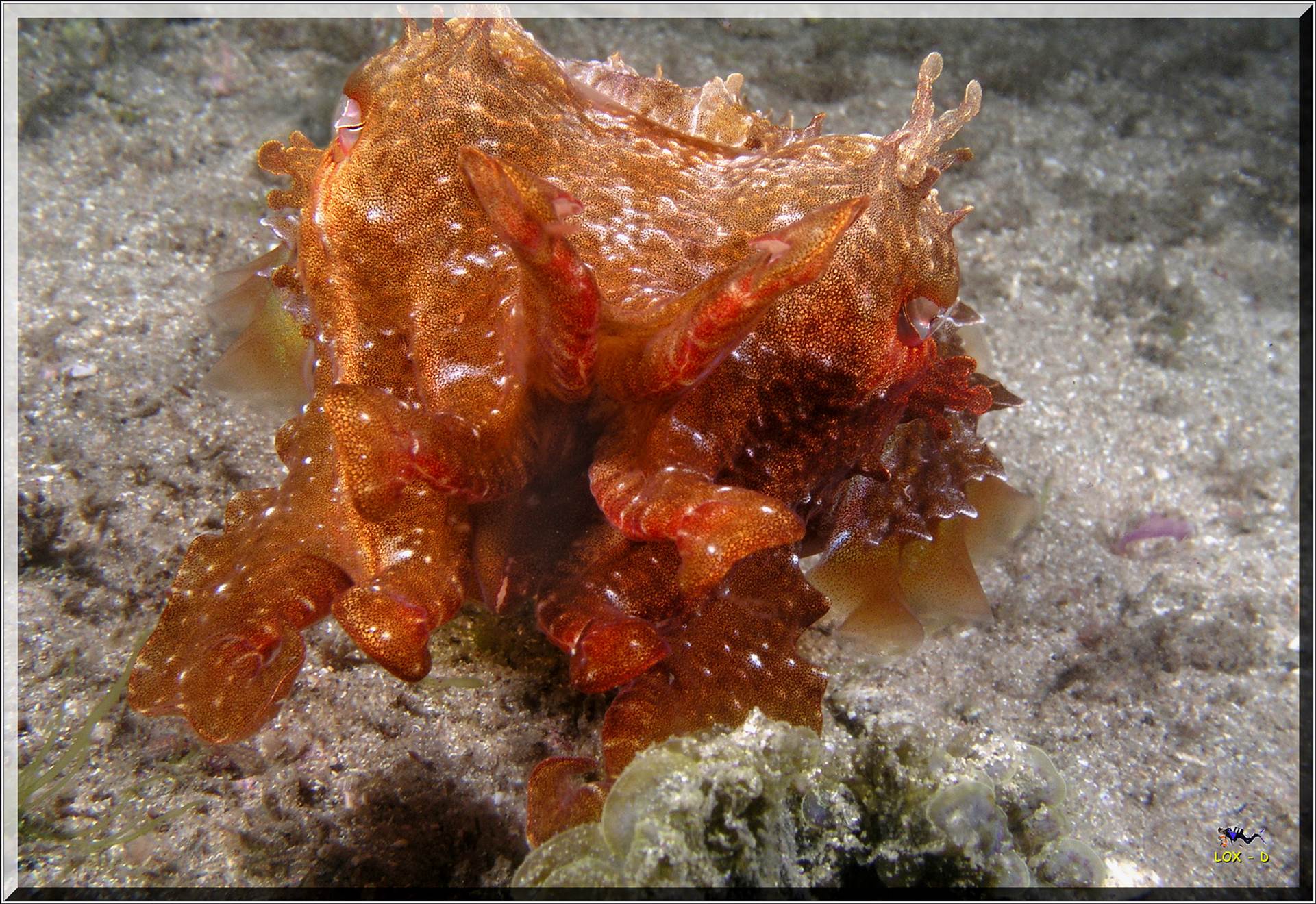 LoxPix Sub-Aqua Image