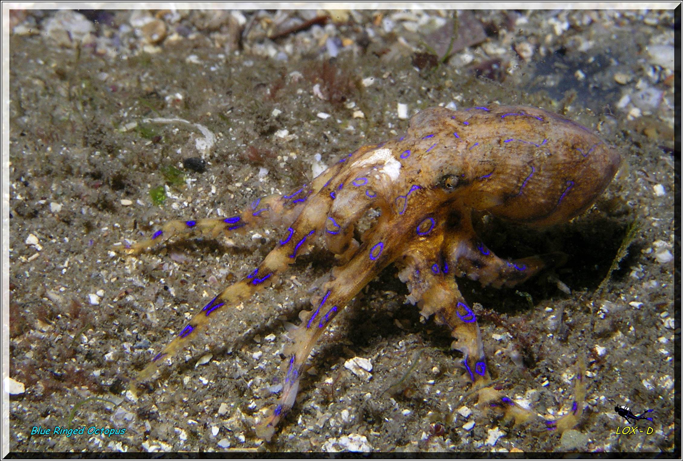 LoxPix Sub-Aqua Image