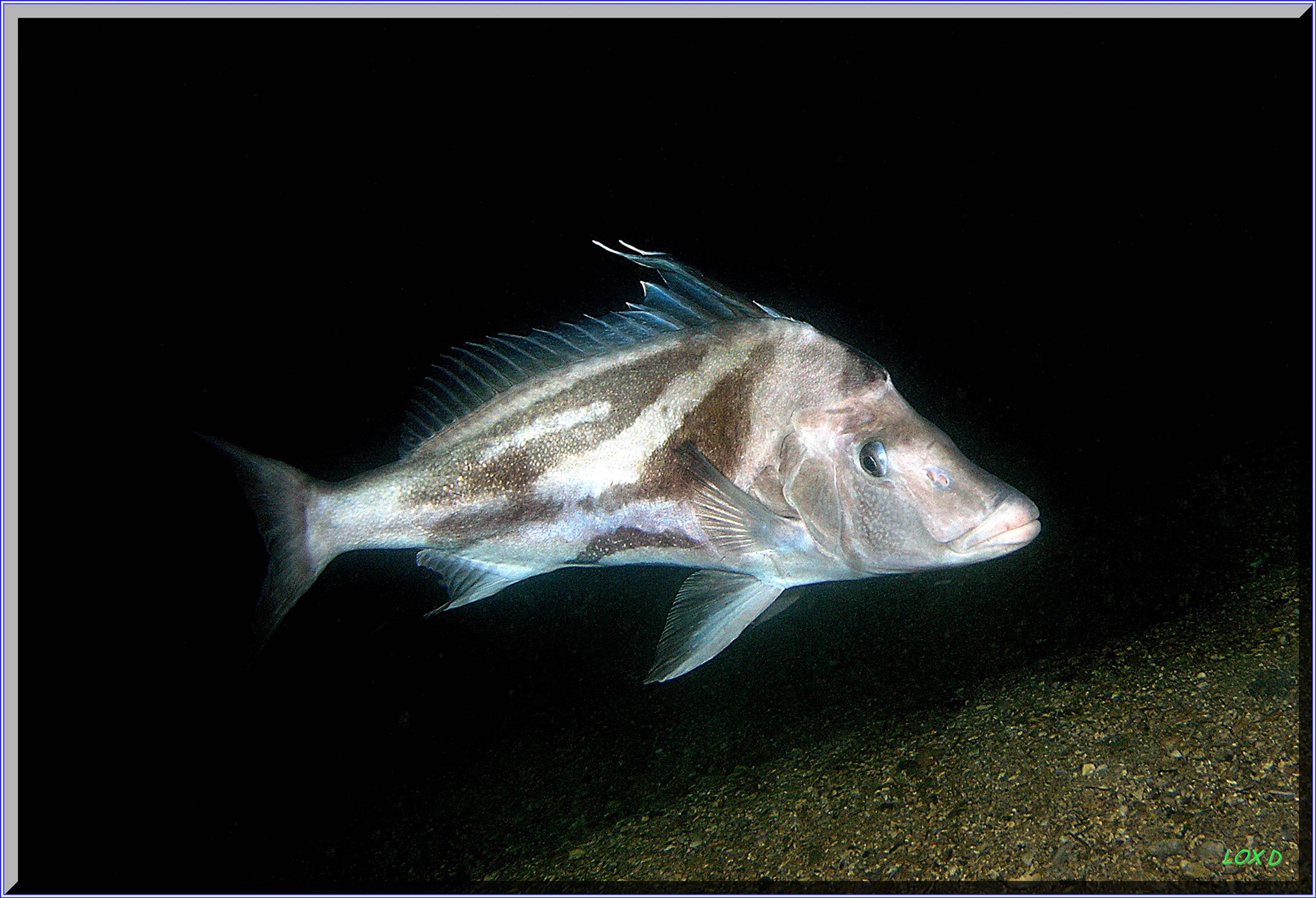 LoxPix Sub-Aqua Image