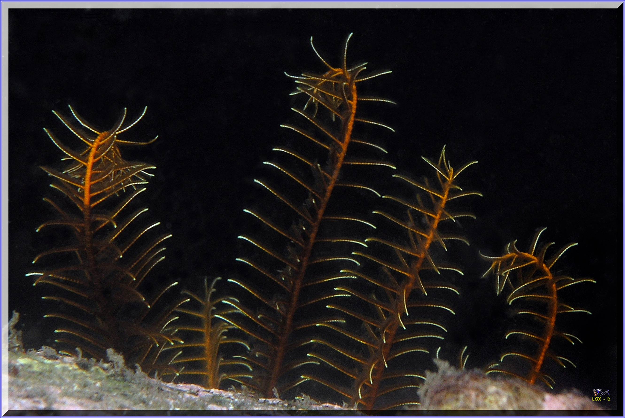 LoxPix Sub-Aqua Image