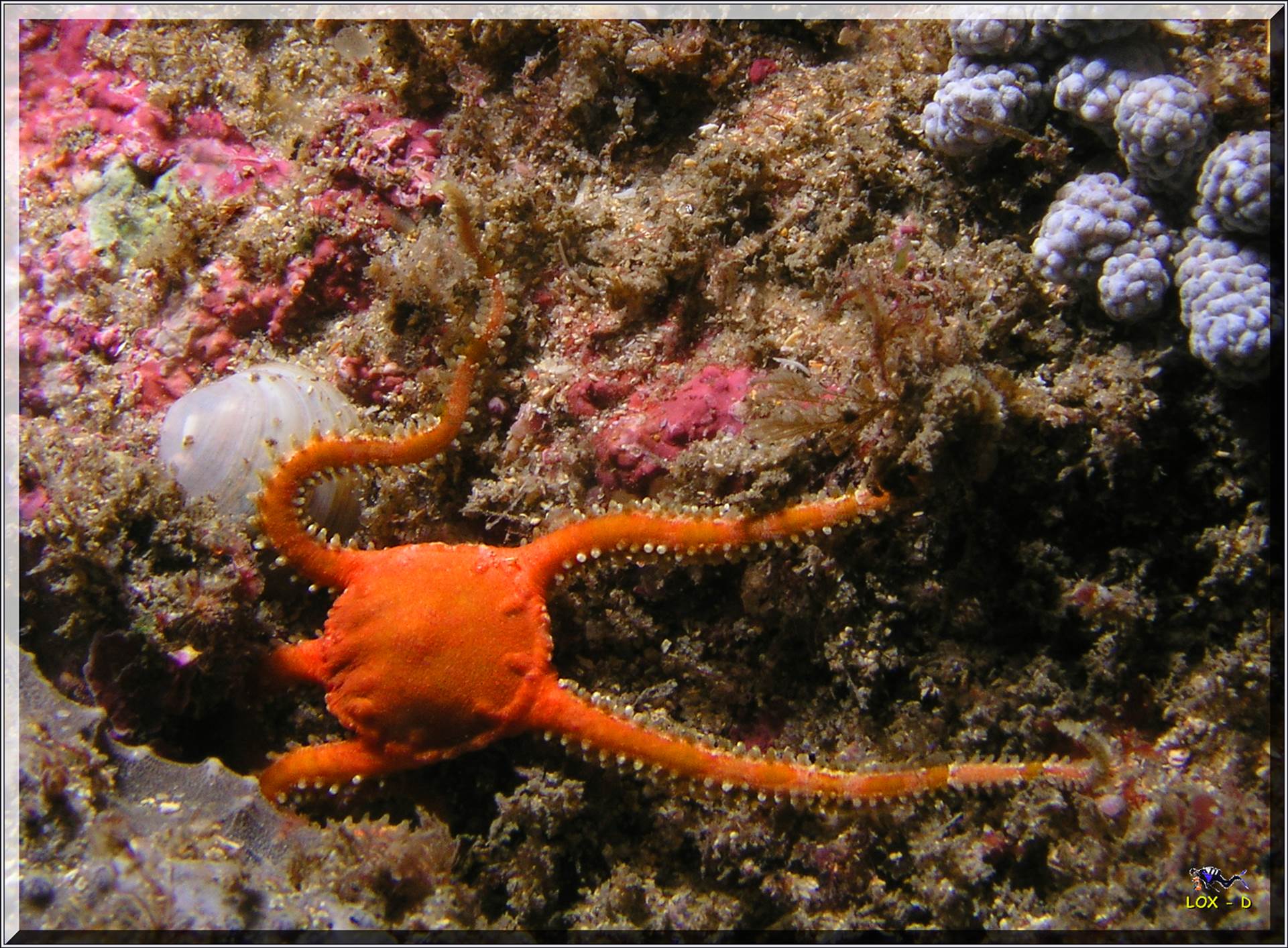 LoxPix Sub-Aqua Image