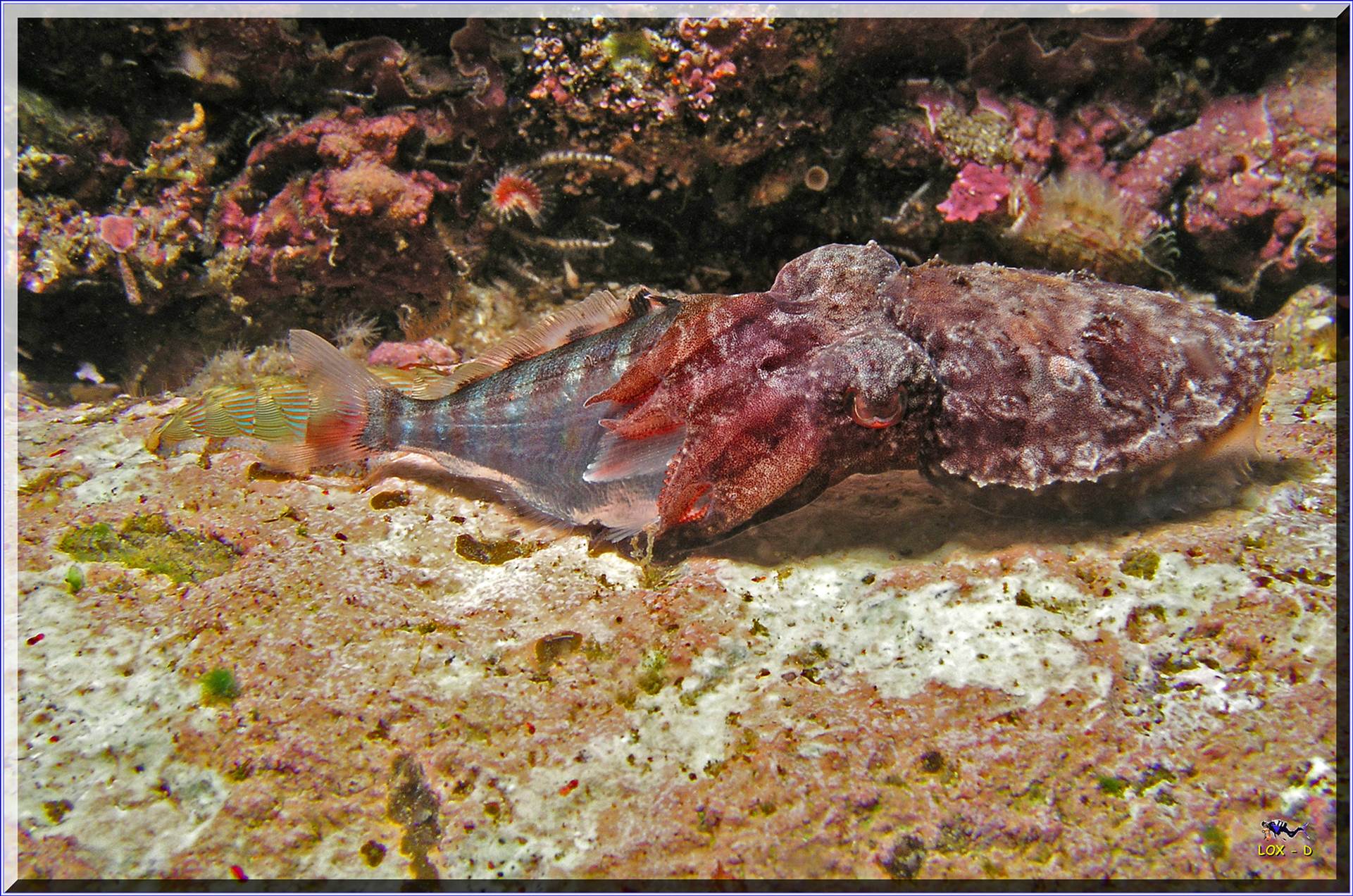 LoxPix Sub-Aqua Image