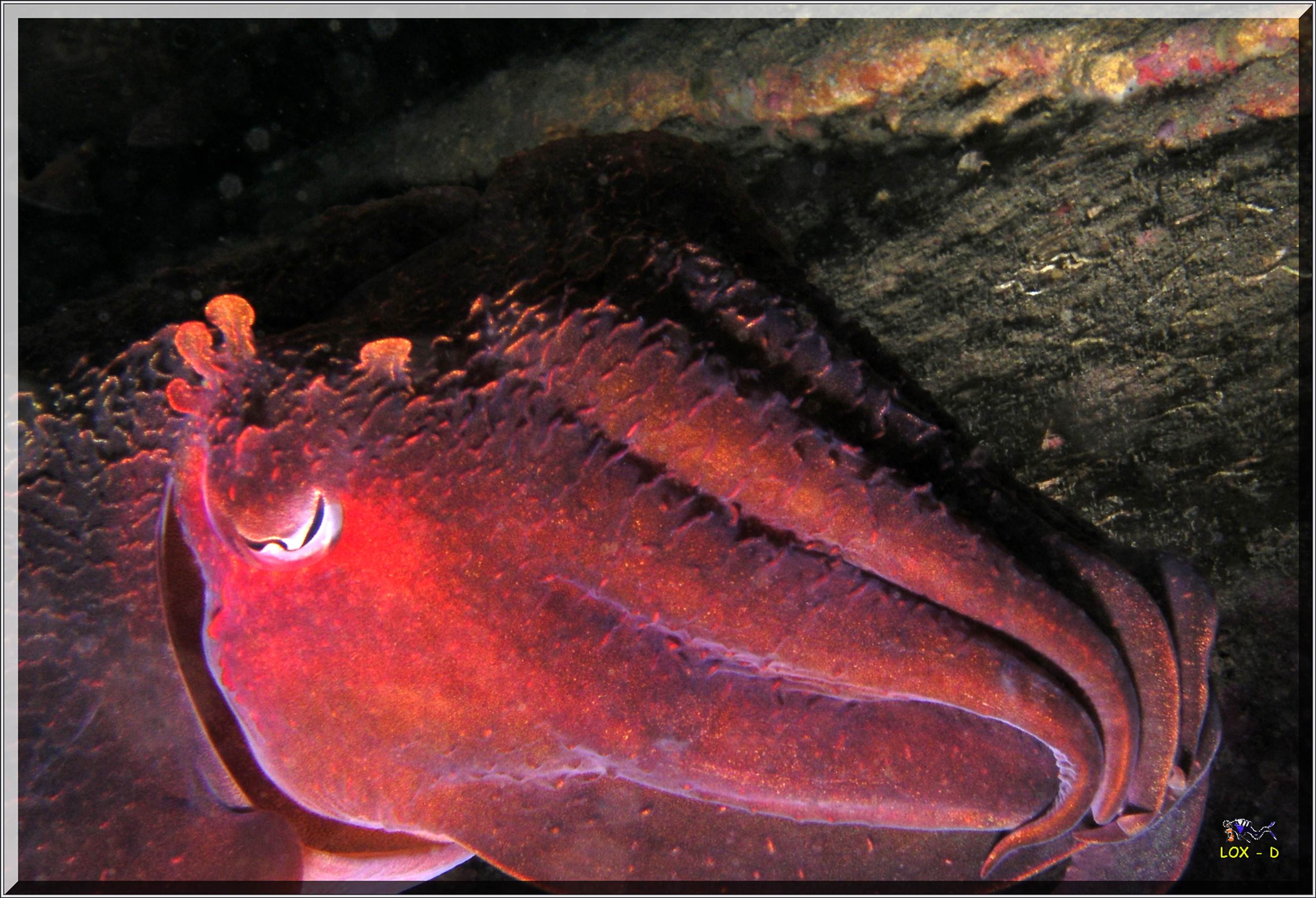 LoxPix Sub-Aqua Image