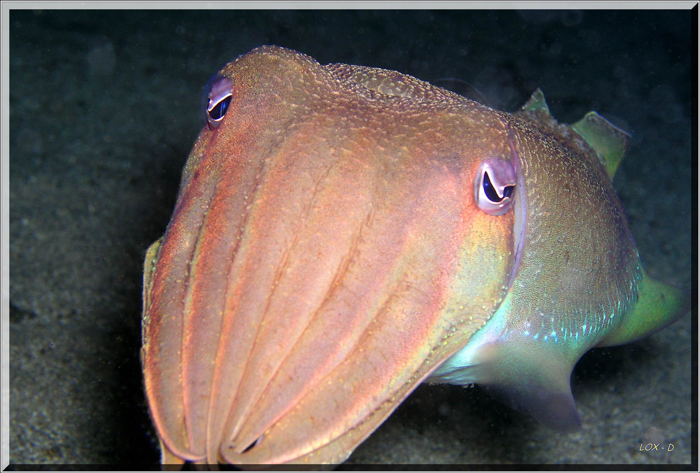 LoxPix Sub-Aqua Image