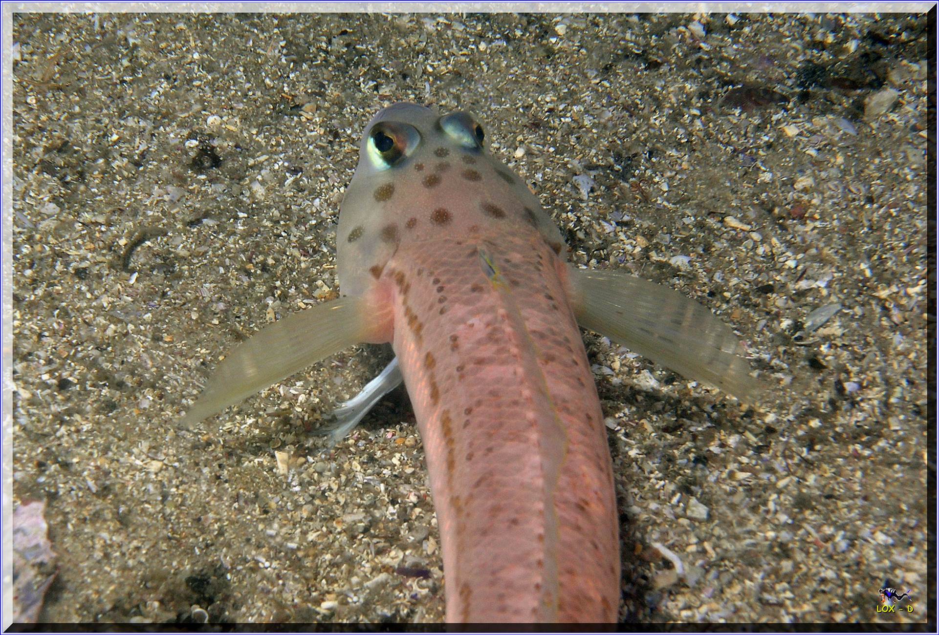 LoxPix Sub-Aqua Image