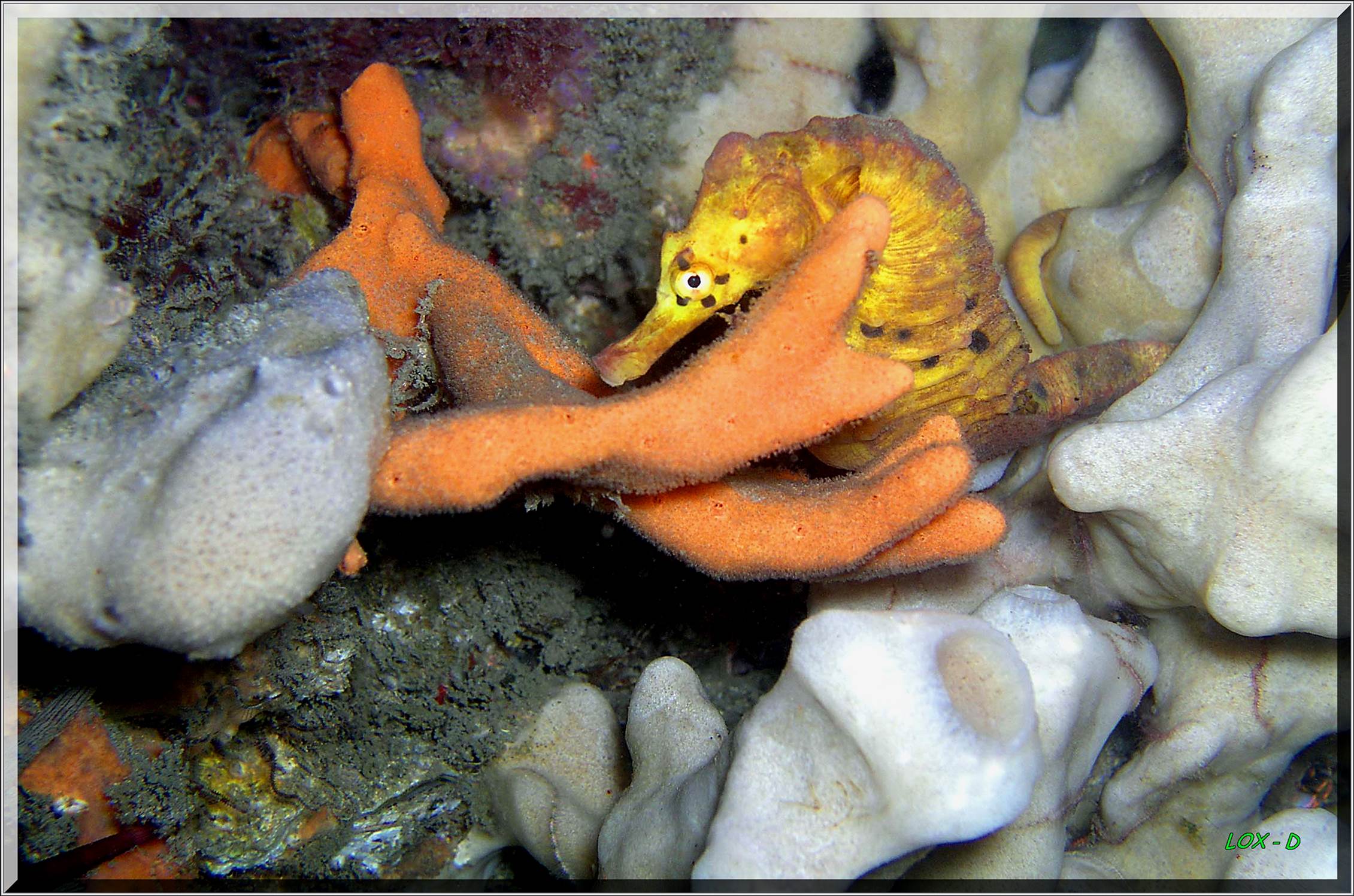 LoxPix Sub-Aqua Image