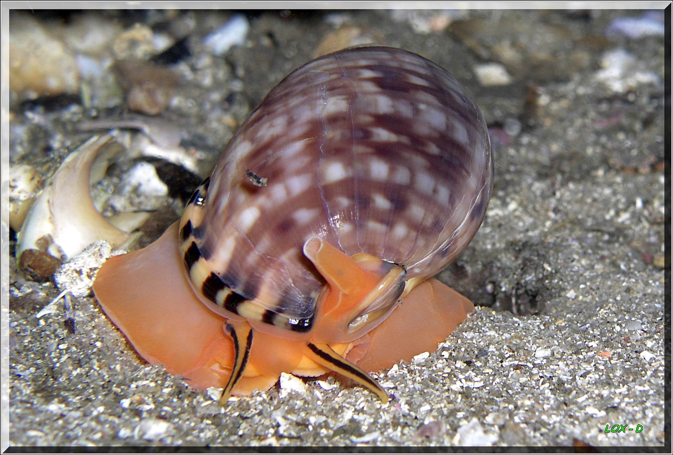 LoxPix Sub-Aqua Image