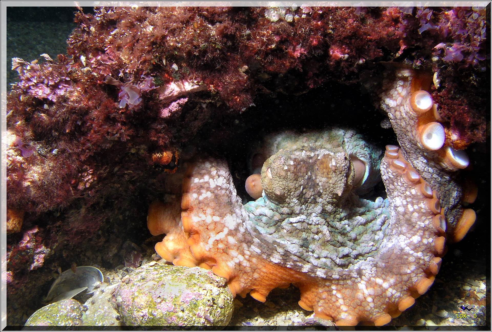 LoxPix Sub-Aqua Image