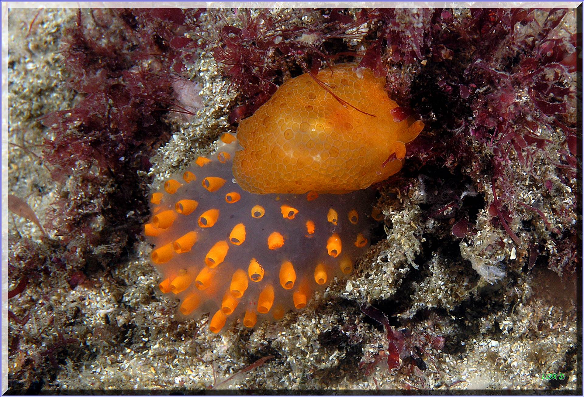 LoxPix Sub-Aqua Image