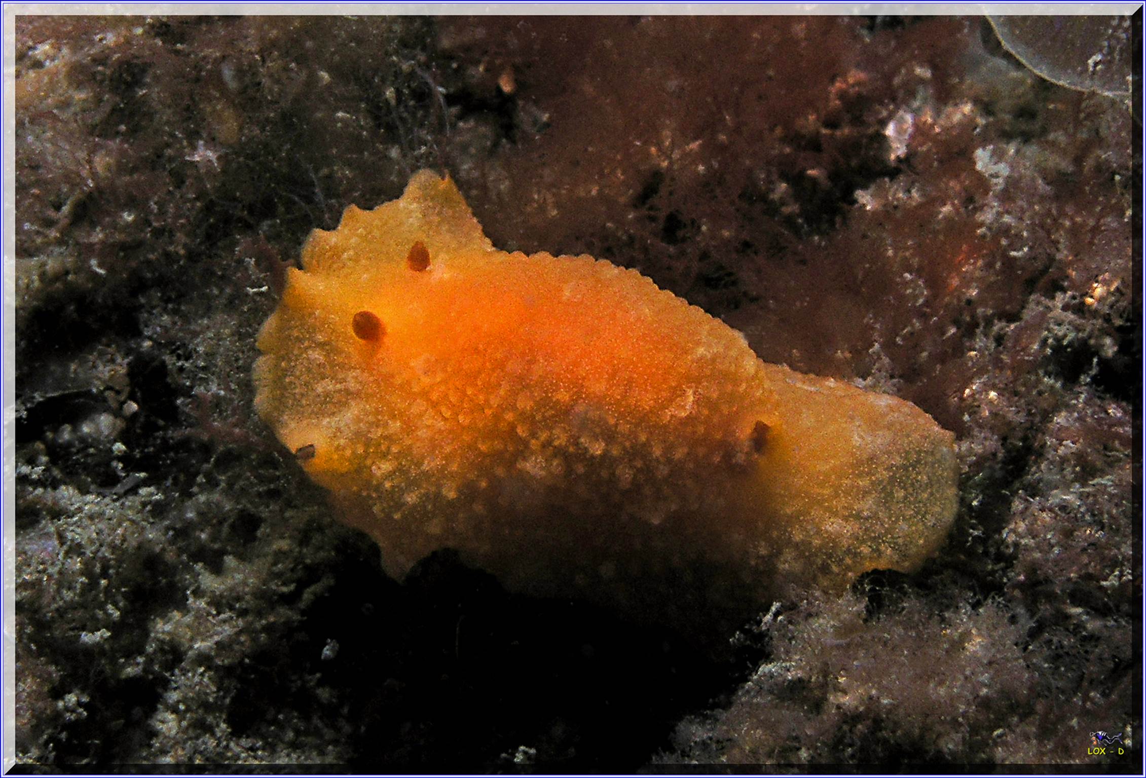 LoxPix Sub-Aqua Image