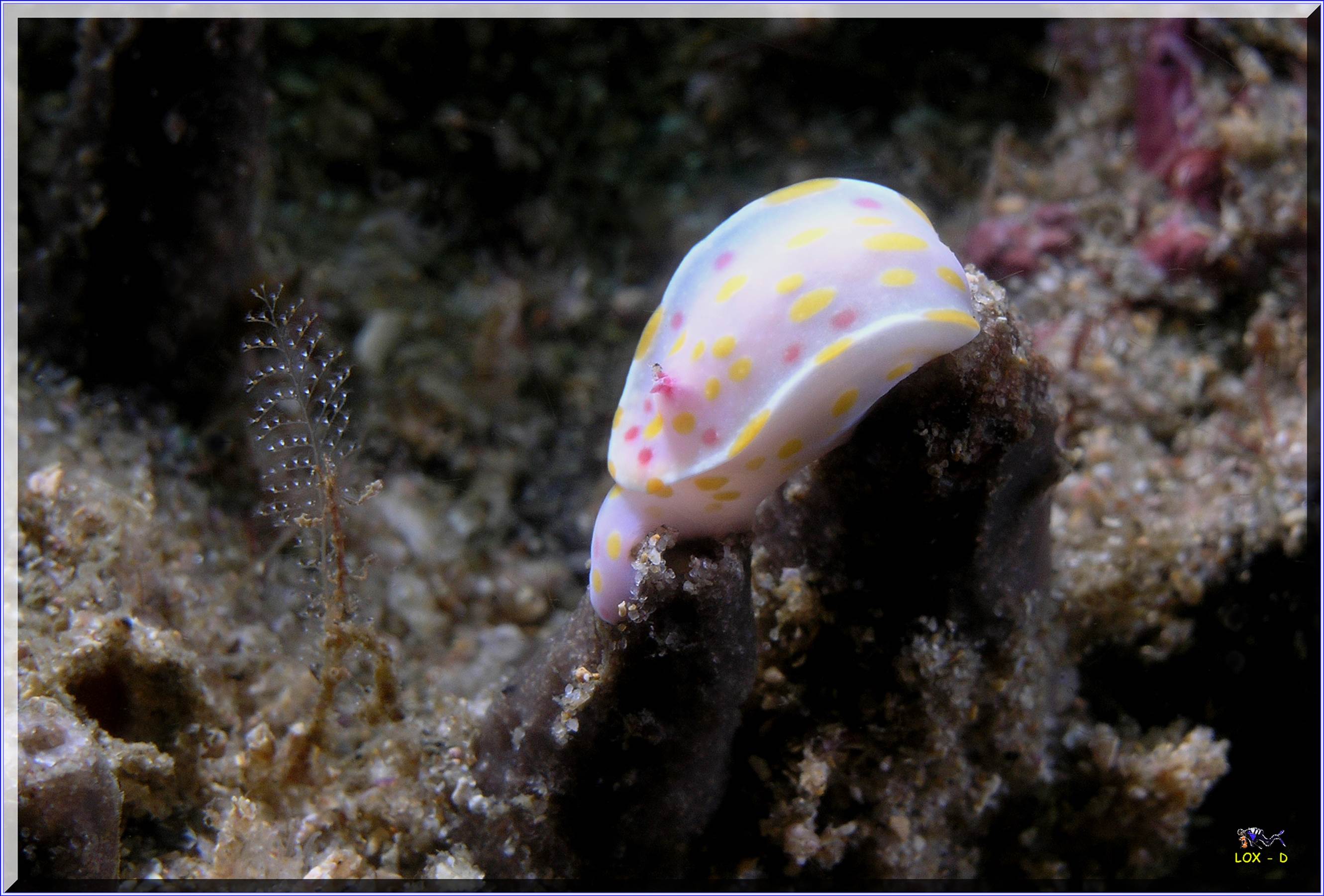 LoxPix Sub-Aqua Image