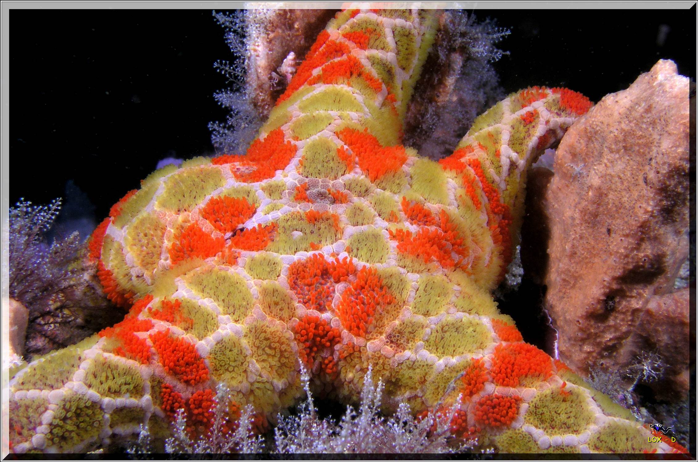 LoxPix Sub-Aqua Image