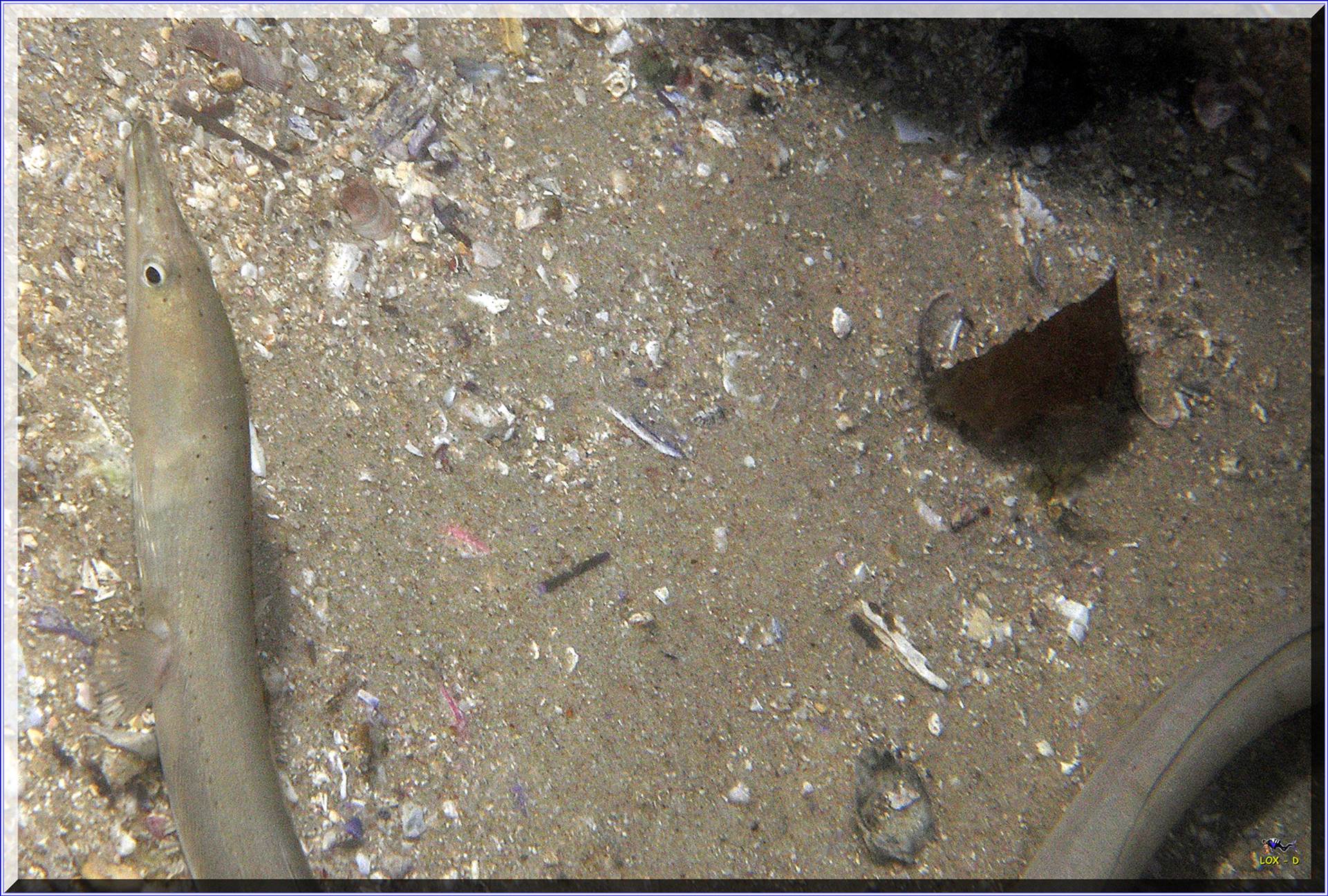 LoxPix Sub-Aqua Image