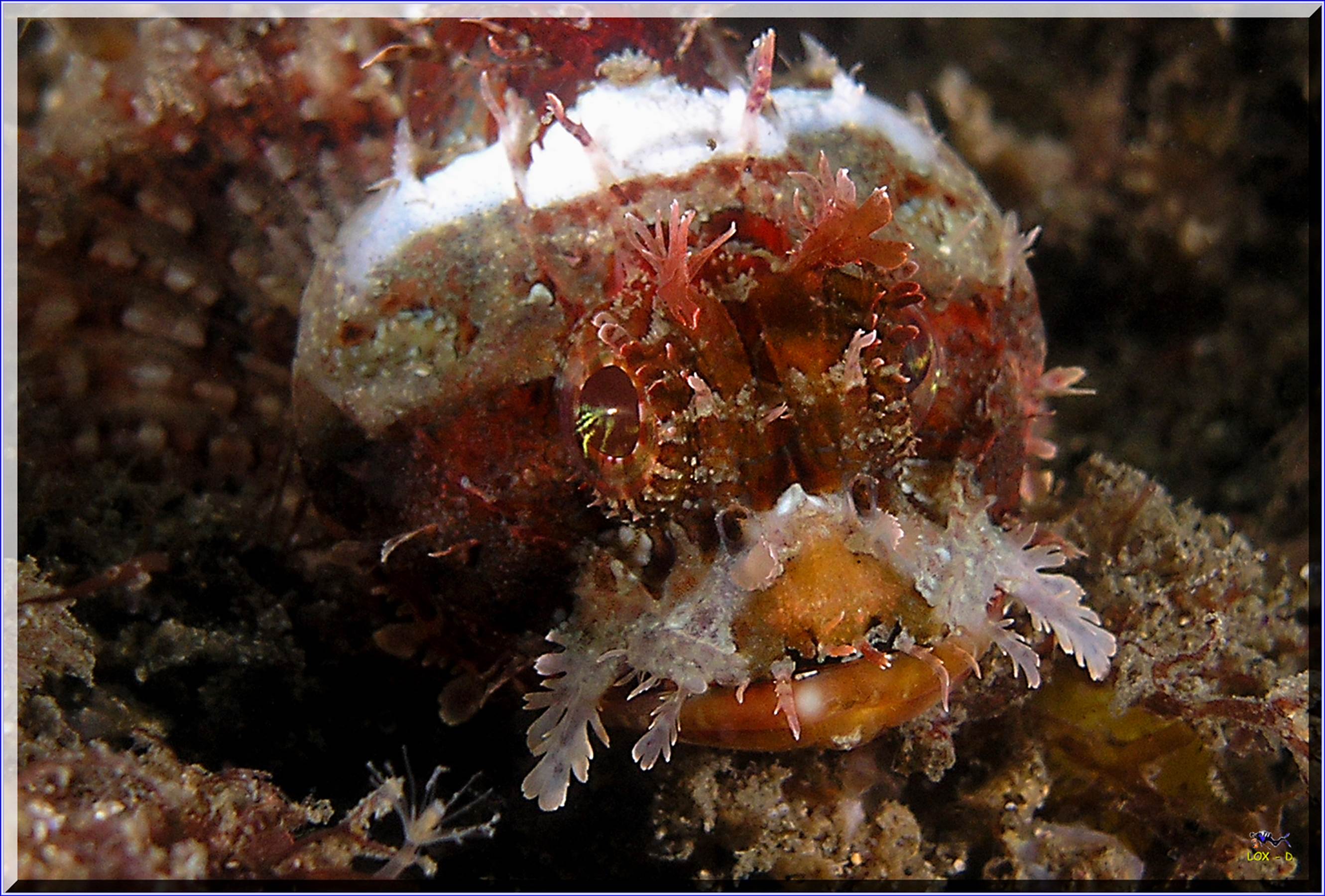 LoxPix Sub-Aqua Image