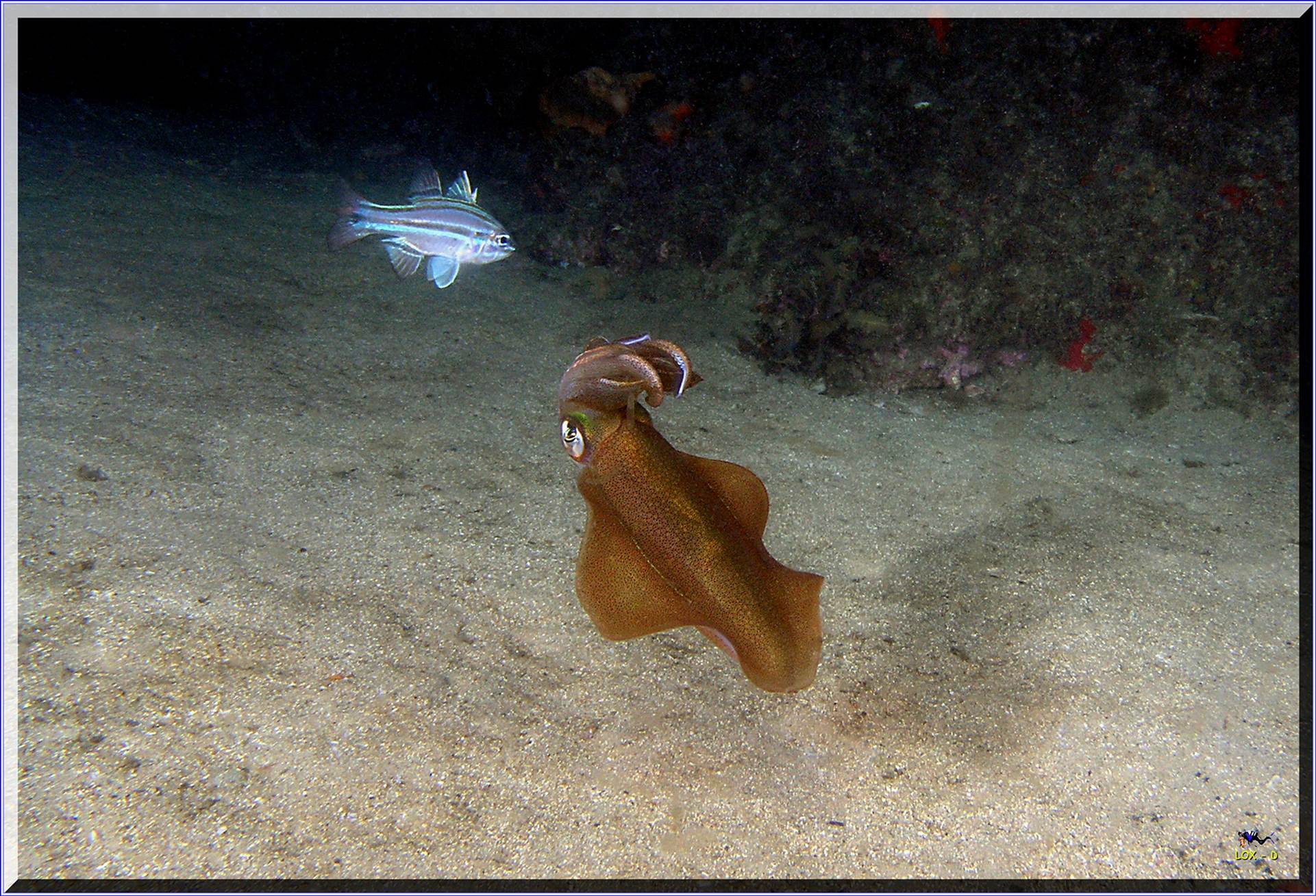 LoxPix Sub-Aqua Image