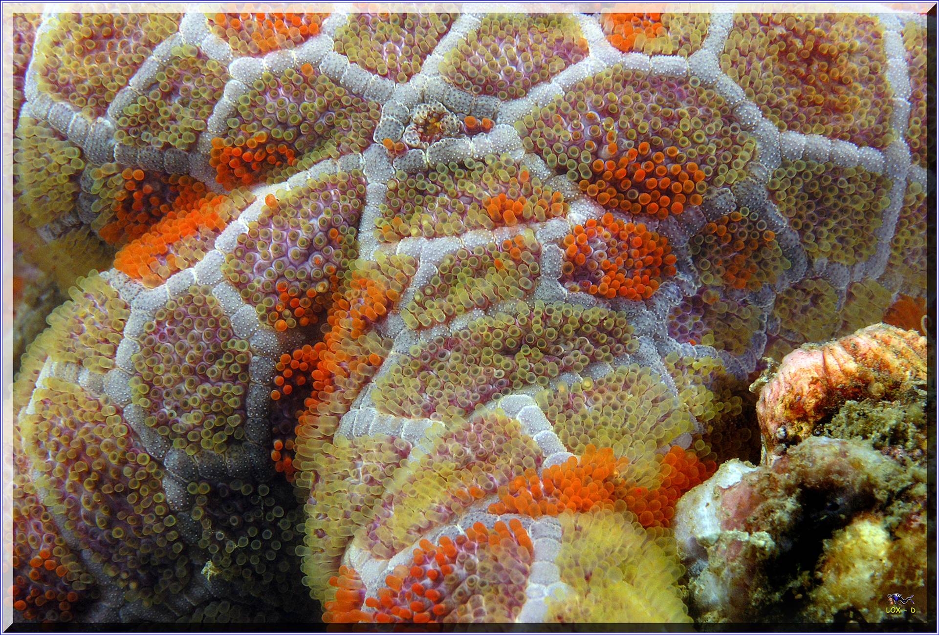 LoxPix Sub-Aqua Image