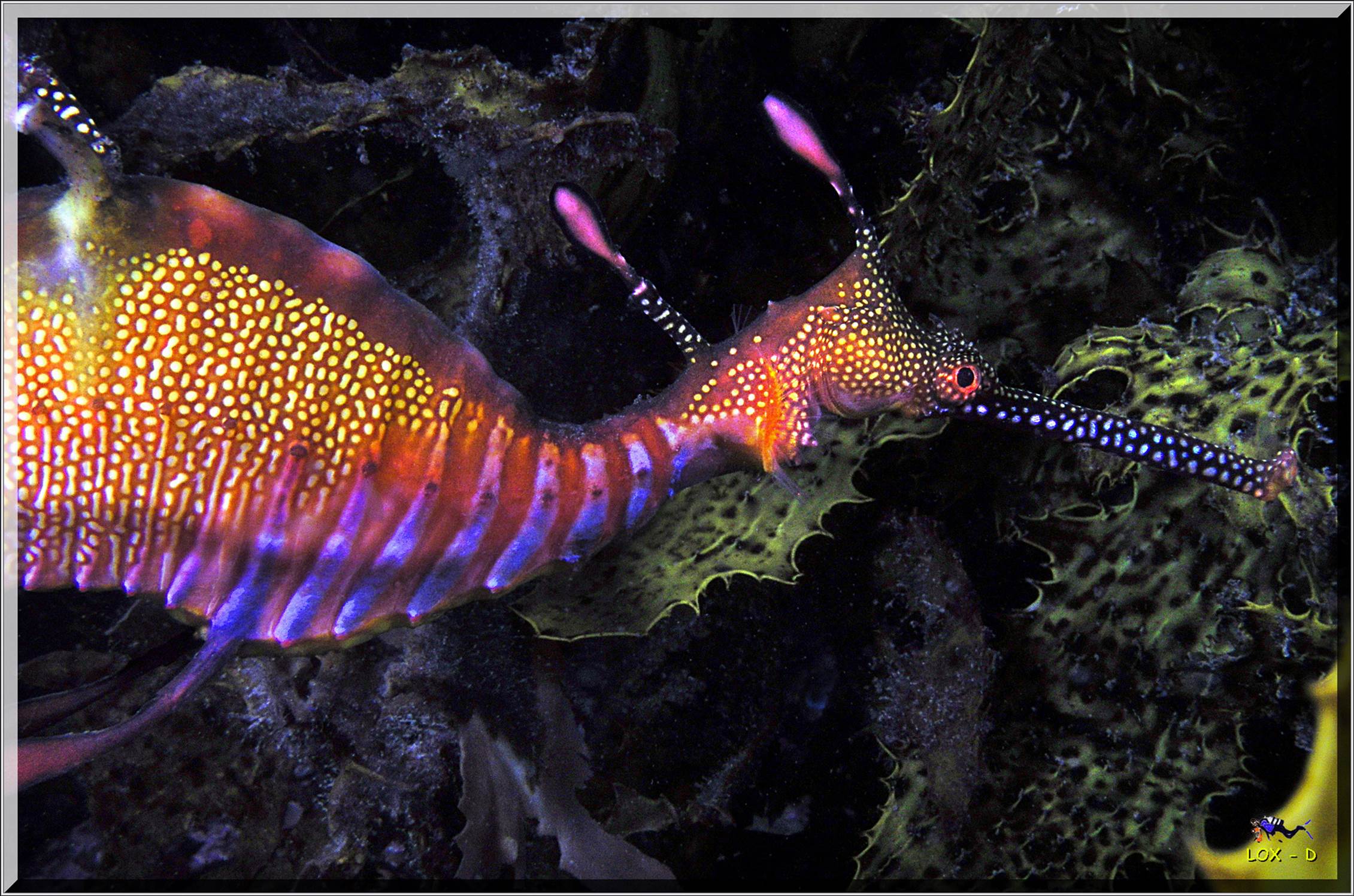 LoxPix Sub-Aqua Image