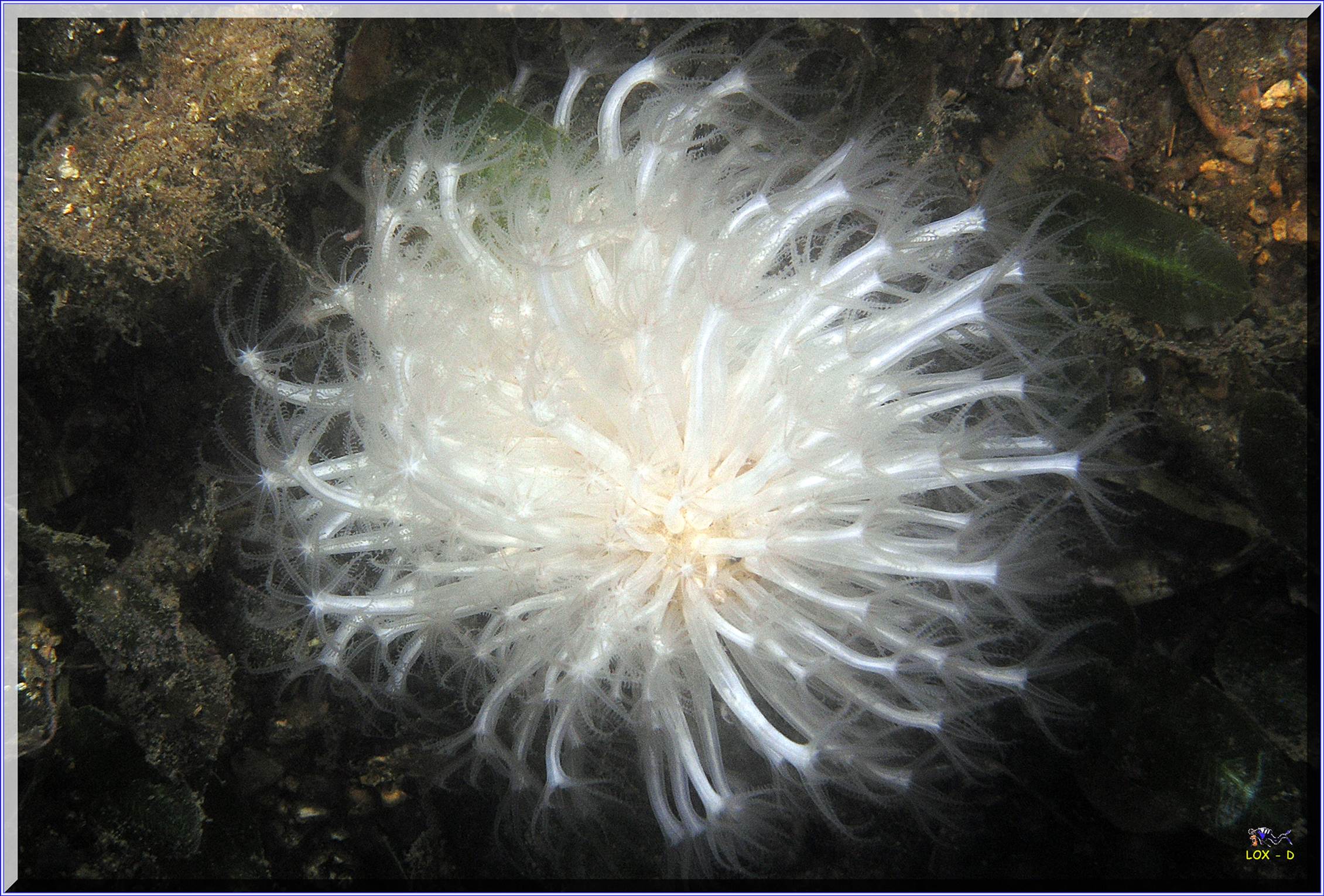 LoxPix Sub-Aqua Image